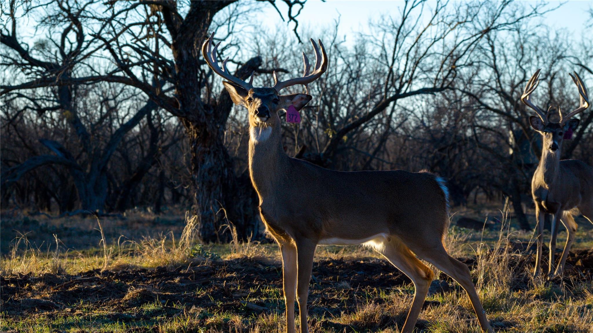 20775 County Road 1445, Paint Rock, TX 76866