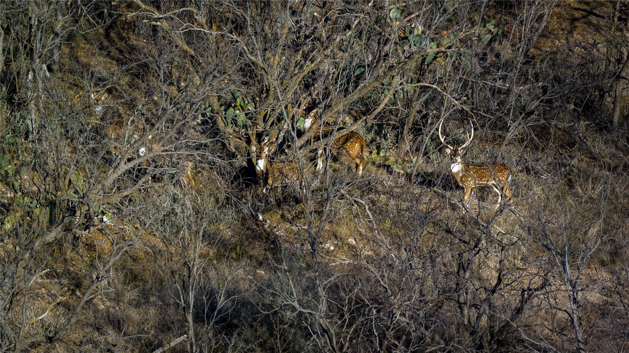 20775 County Road 1445, Paint Rock, TX 76866