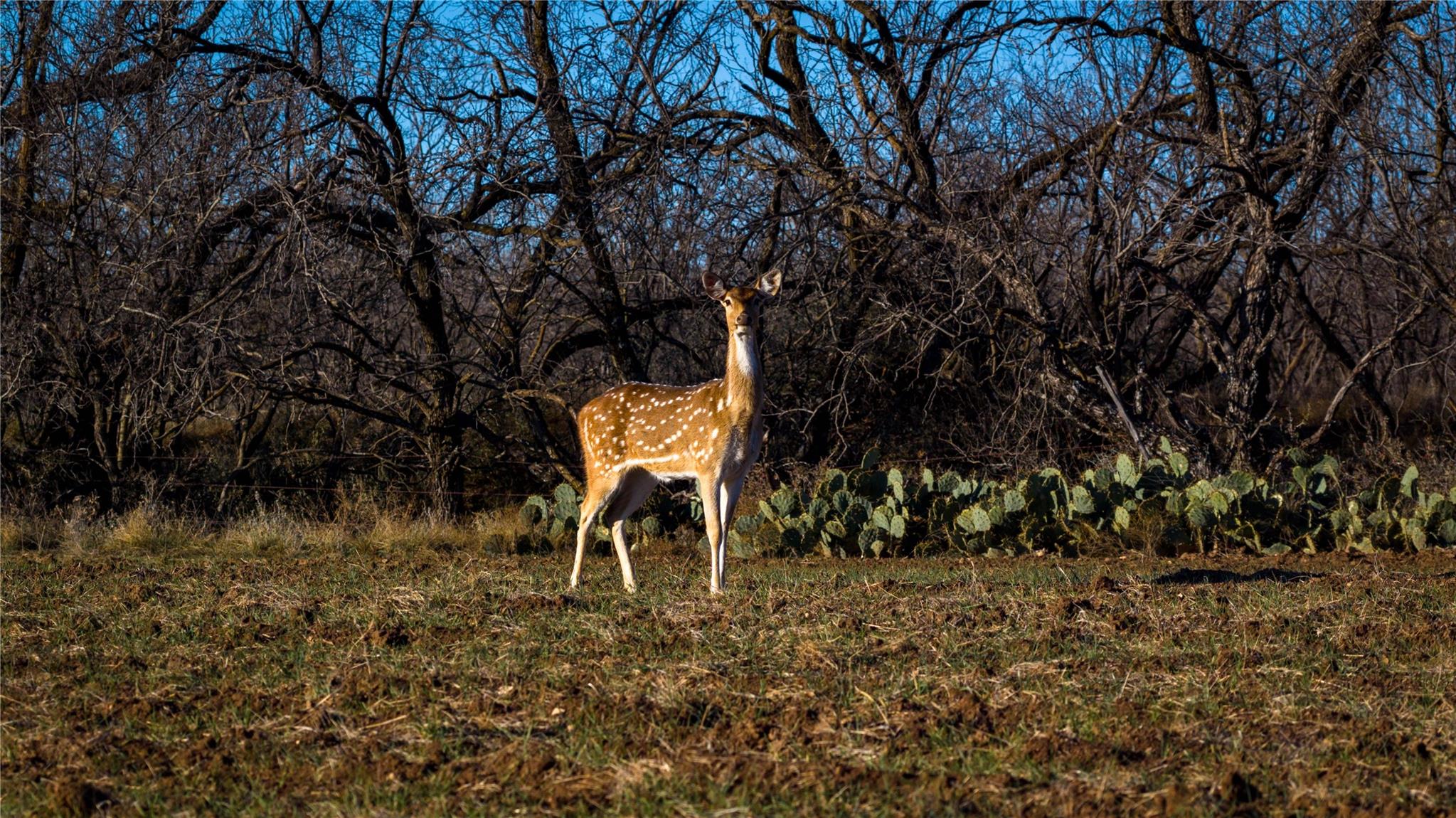 20775 County Road 1445, Paint Rock, TX 76866