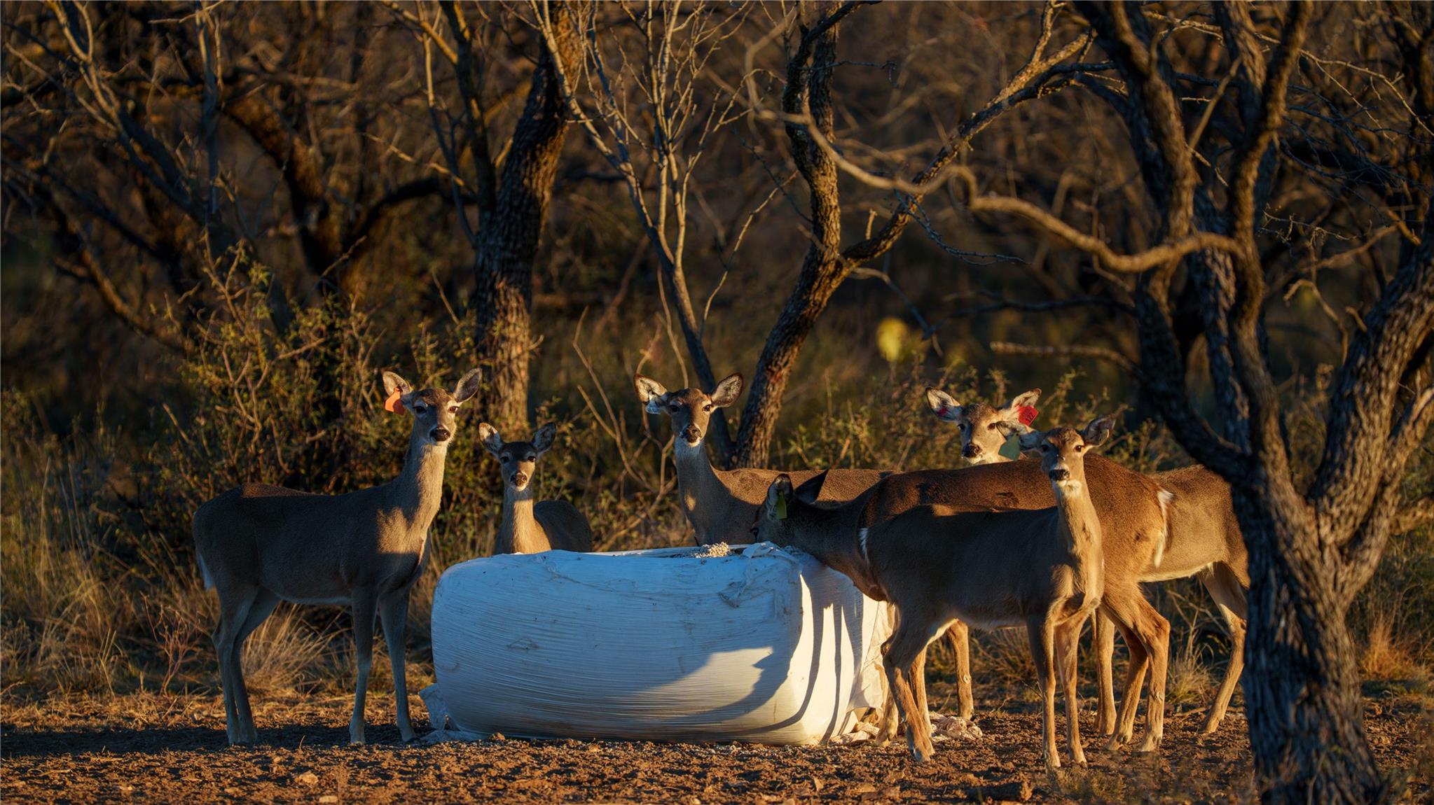 20775 County Road 1445, Paint Rock, TX 76866