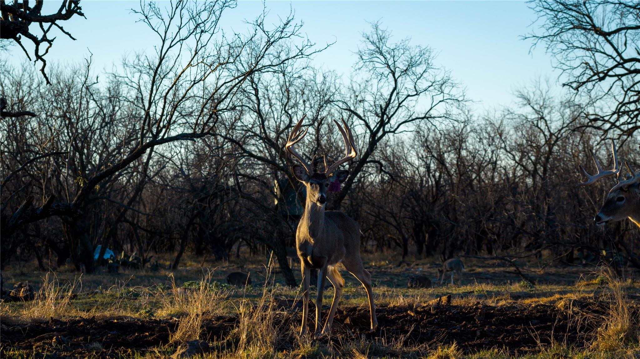 20775 County Road 1445, Paint Rock, TX 76866