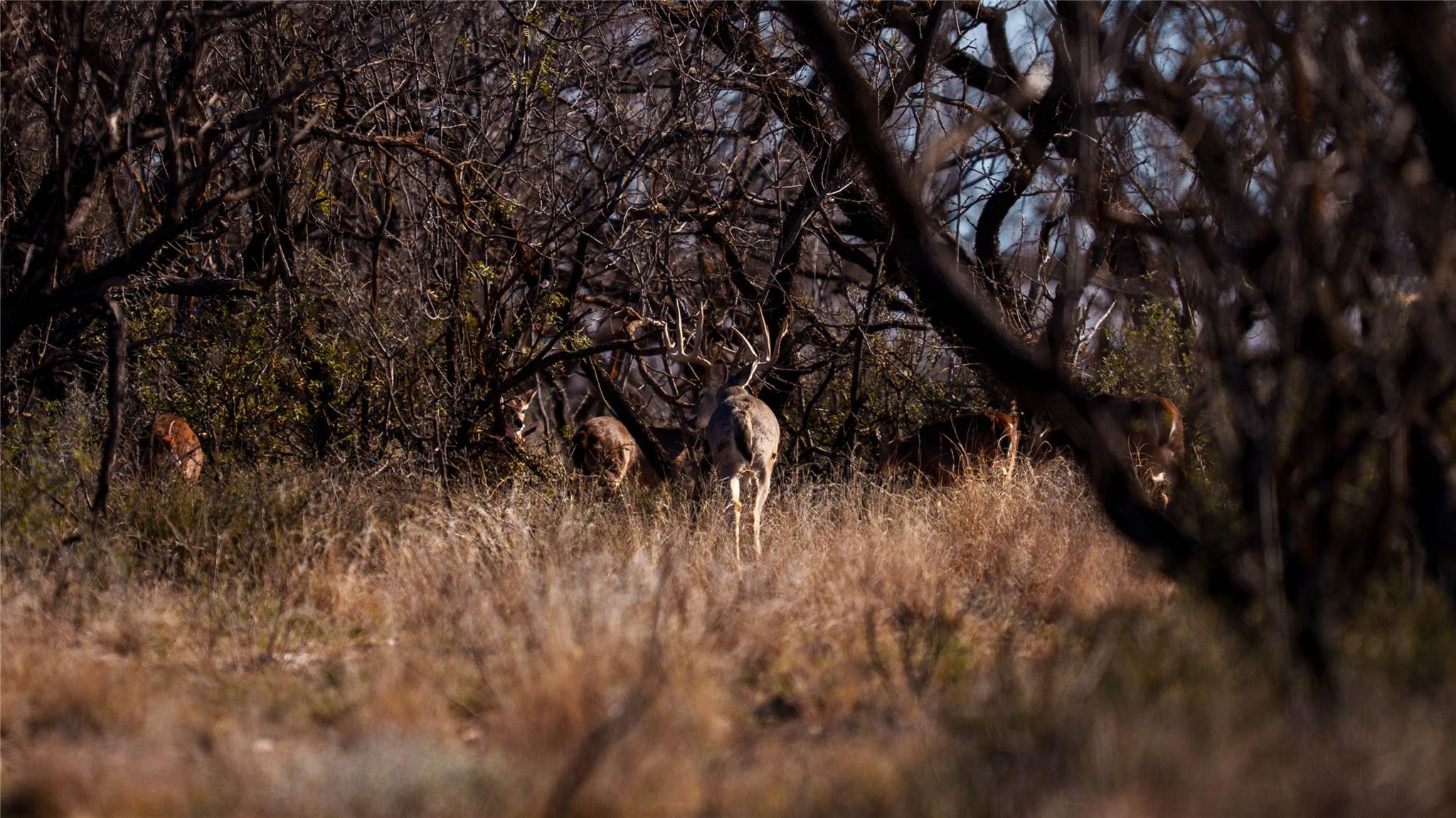 20775 County Road 1445, Paint Rock, TX 76866