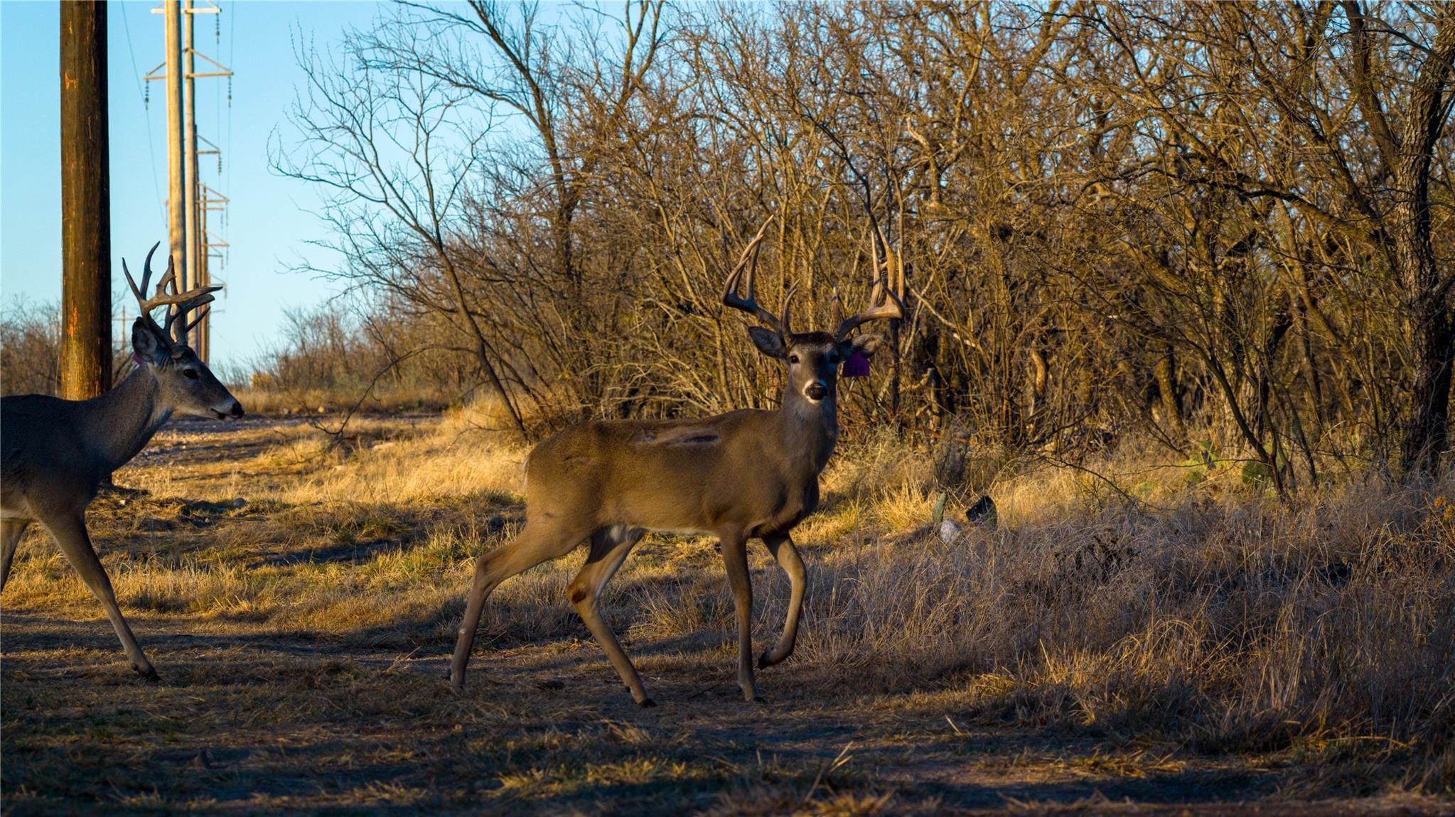 20775 County Road 1445, Paint Rock, TX 76866