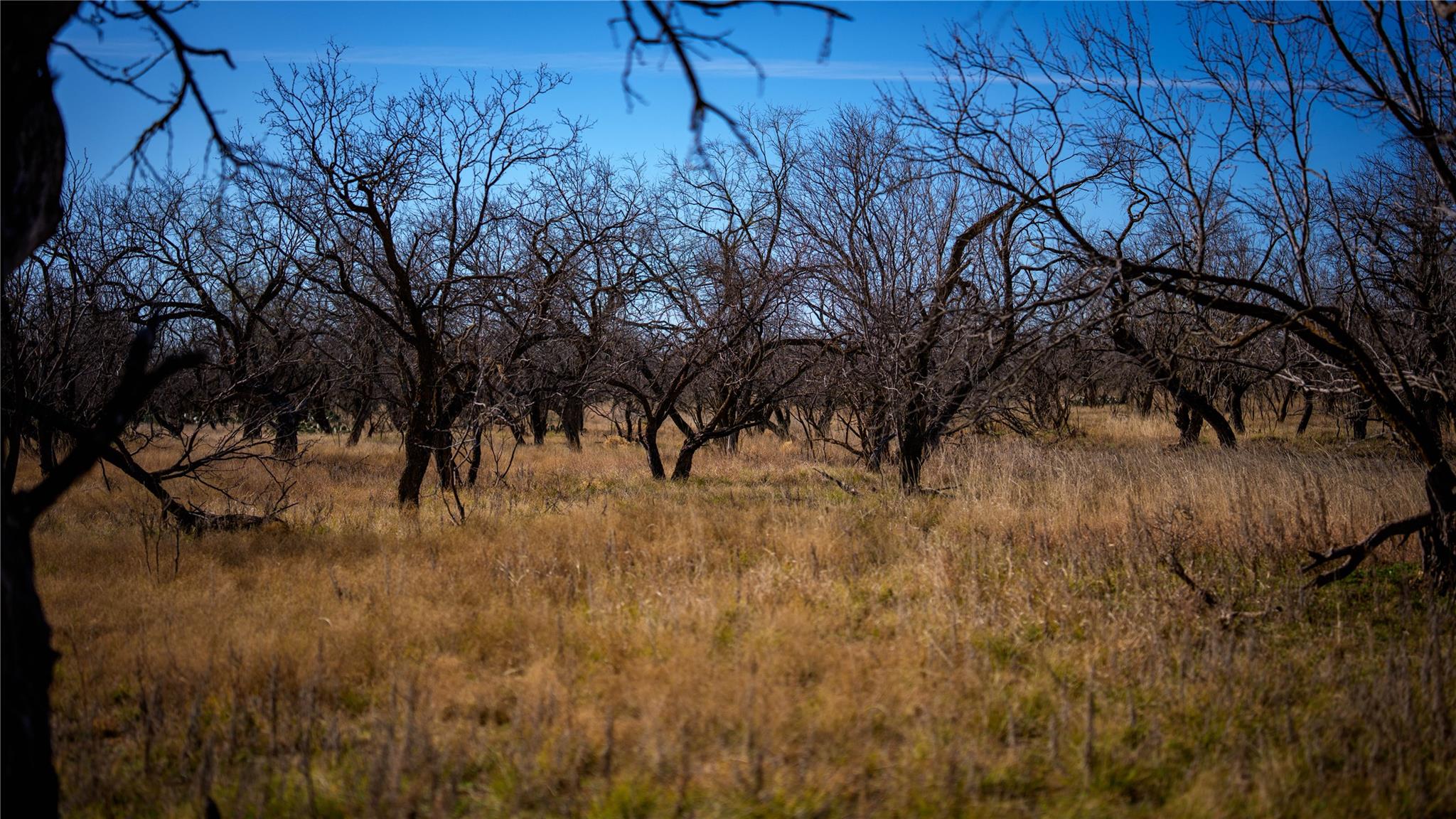 20775 County Road 1445, Paint Rock, TX 76866