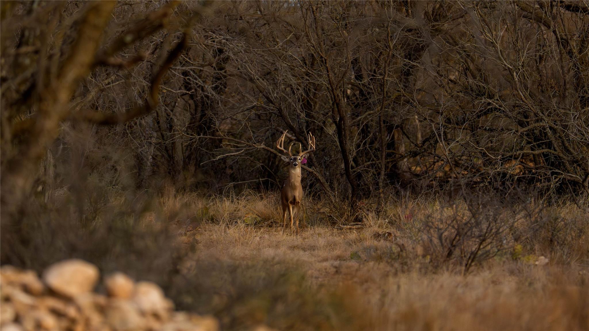 20775 County Road 1445, Paint Rock, TX 76866