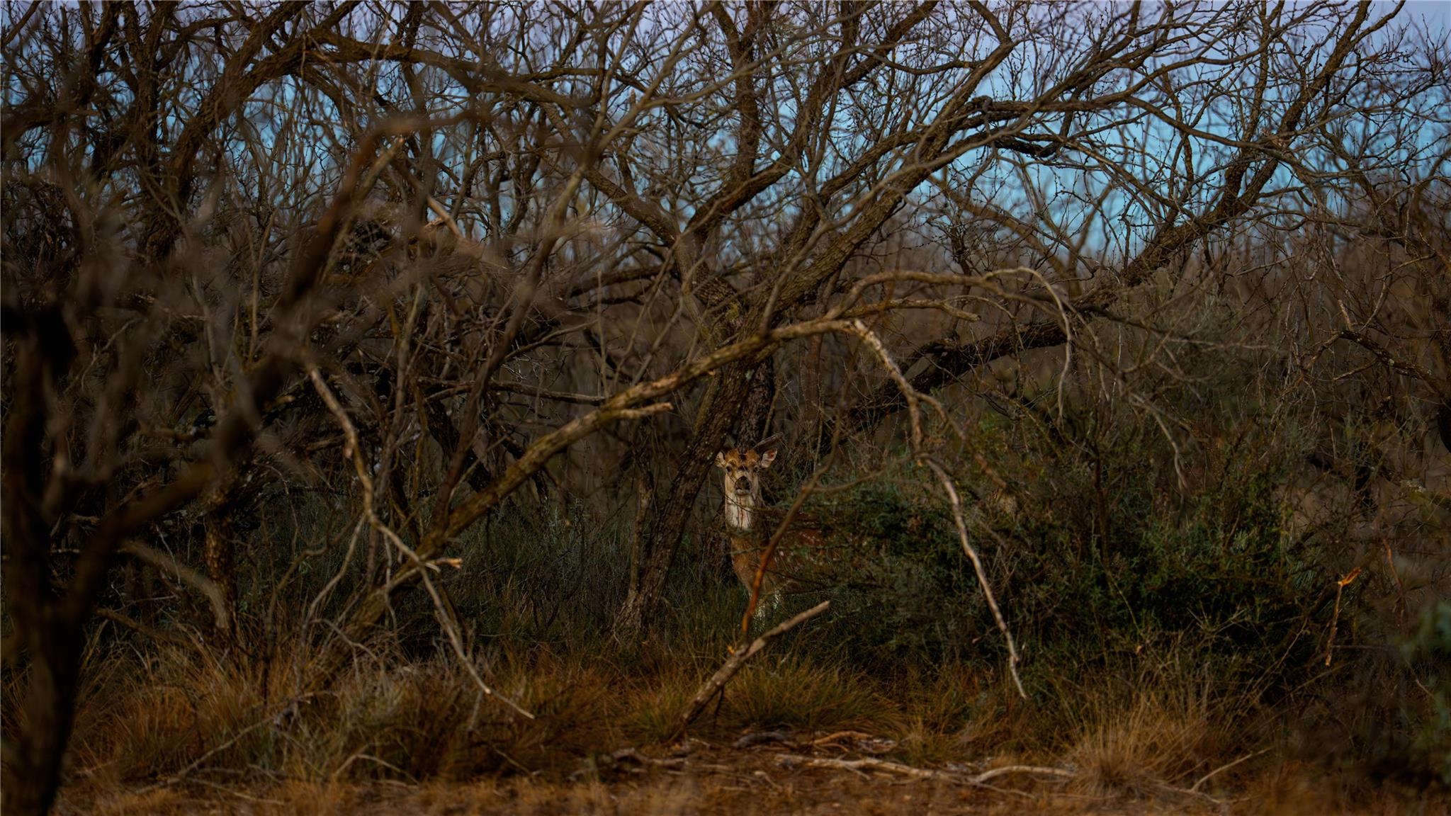 20775 County Road 1445, Paint Rock, TX 76866