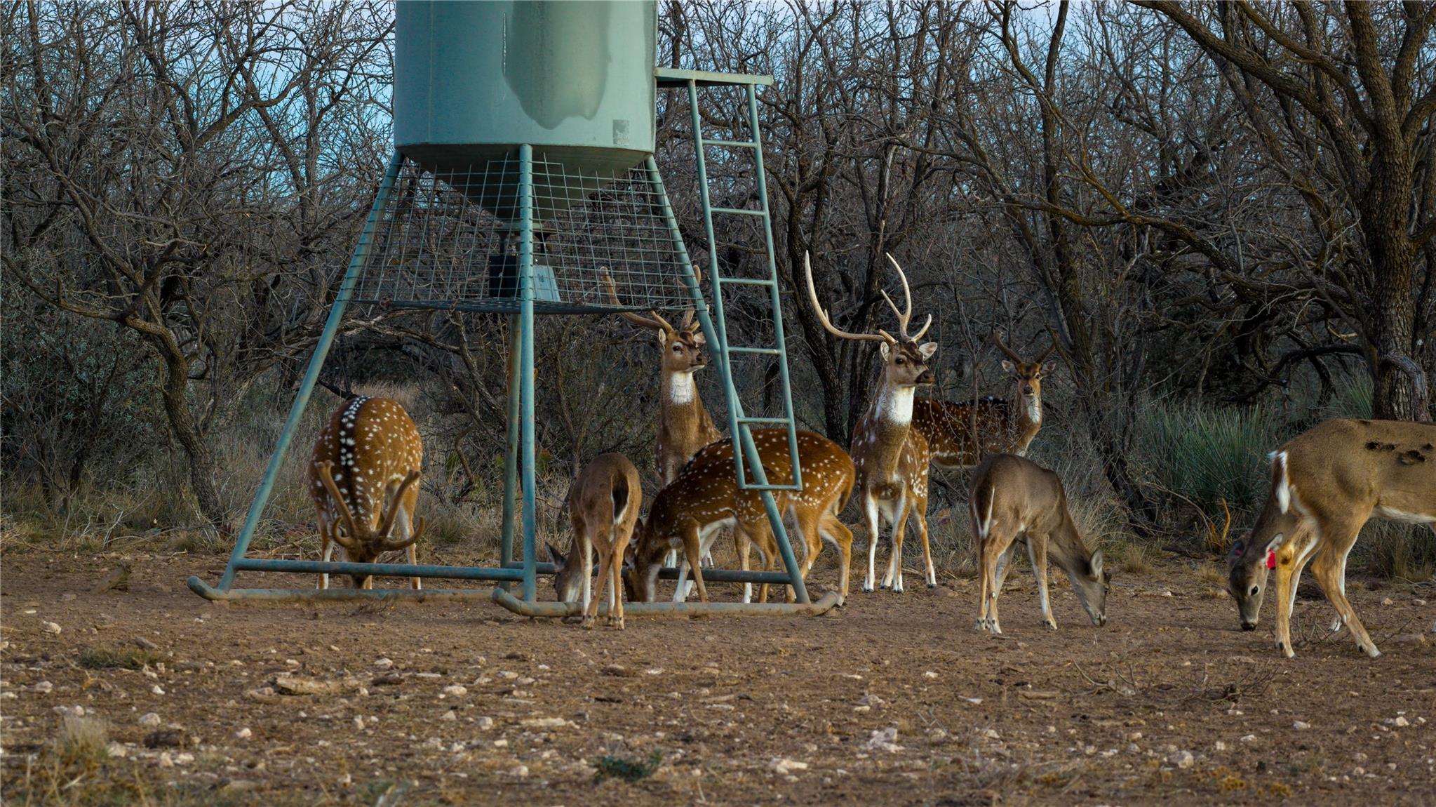 20775 County Road 1445, Paint Rock, TX 76866