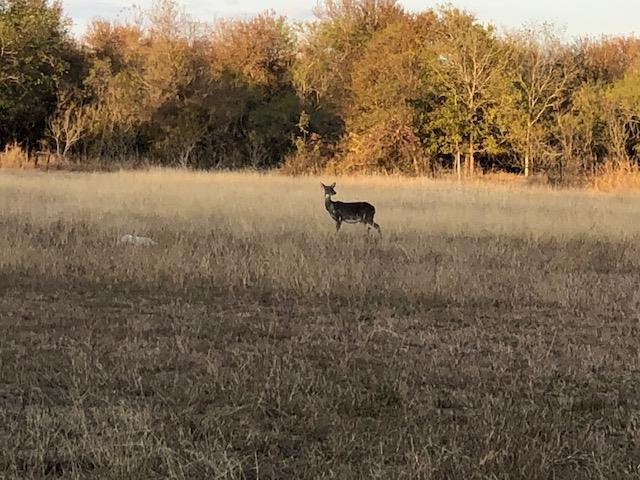 1512 River Grove Rd # A, Martindale, TX 78655