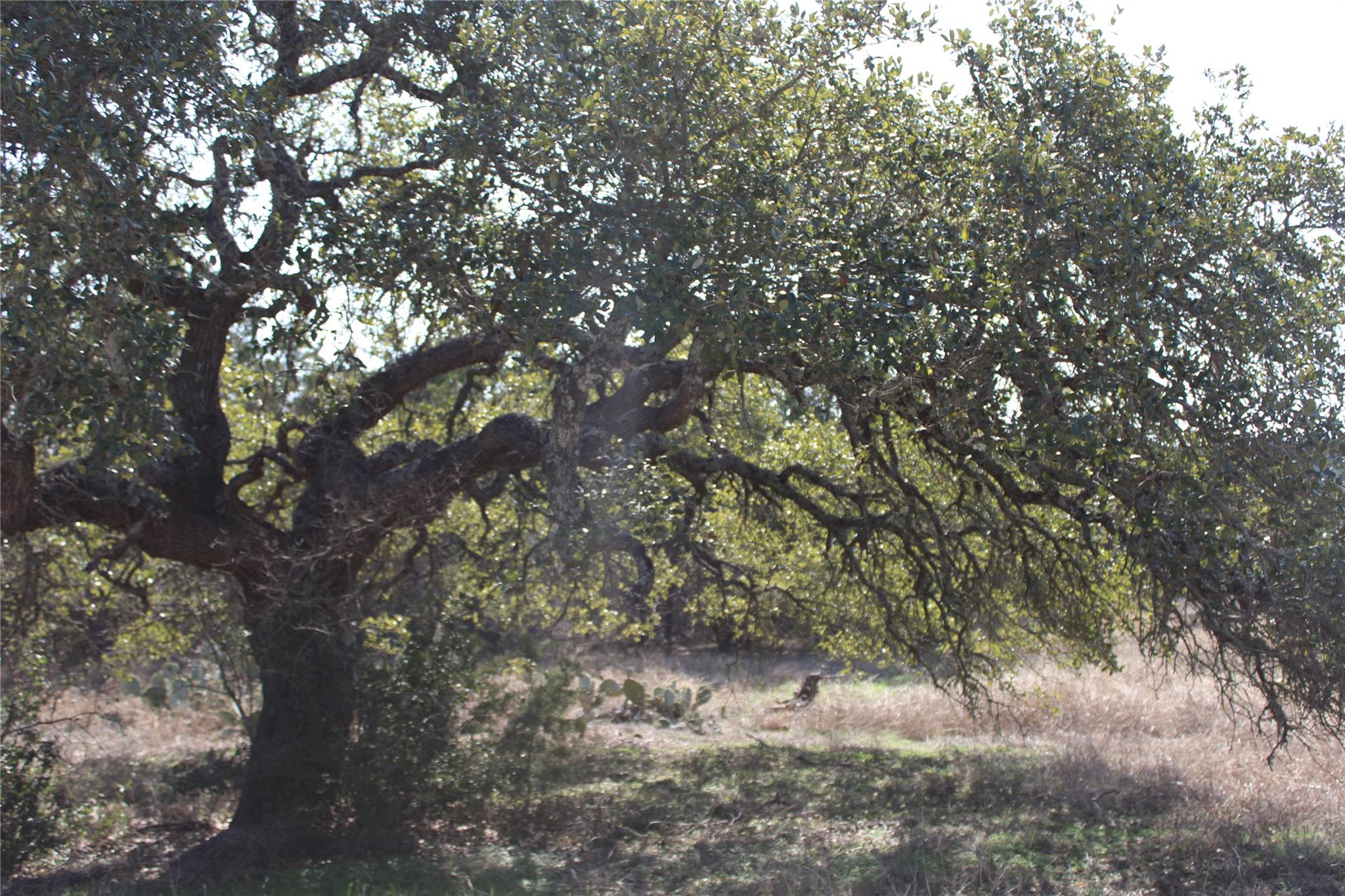 251 Serenity, Fischer, TX 78623