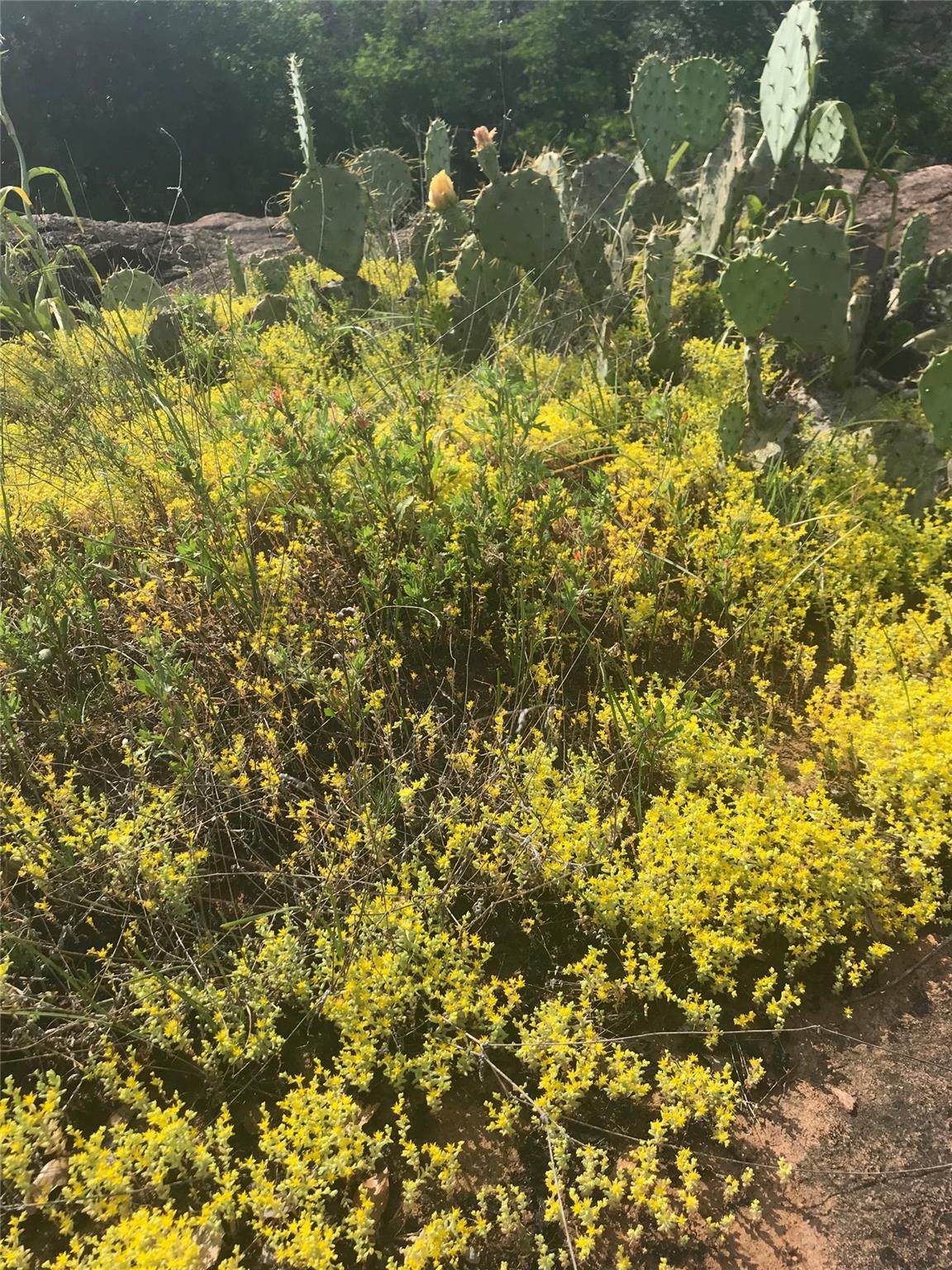 221 Yucca and adjoining lot Dr, Burnet, TX 78611