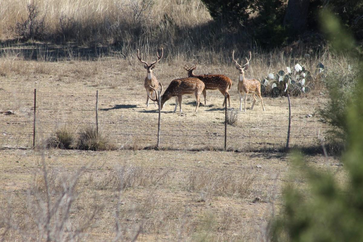 275 Hasenwinkel Rd Lot 3, Comfort, TX 78013