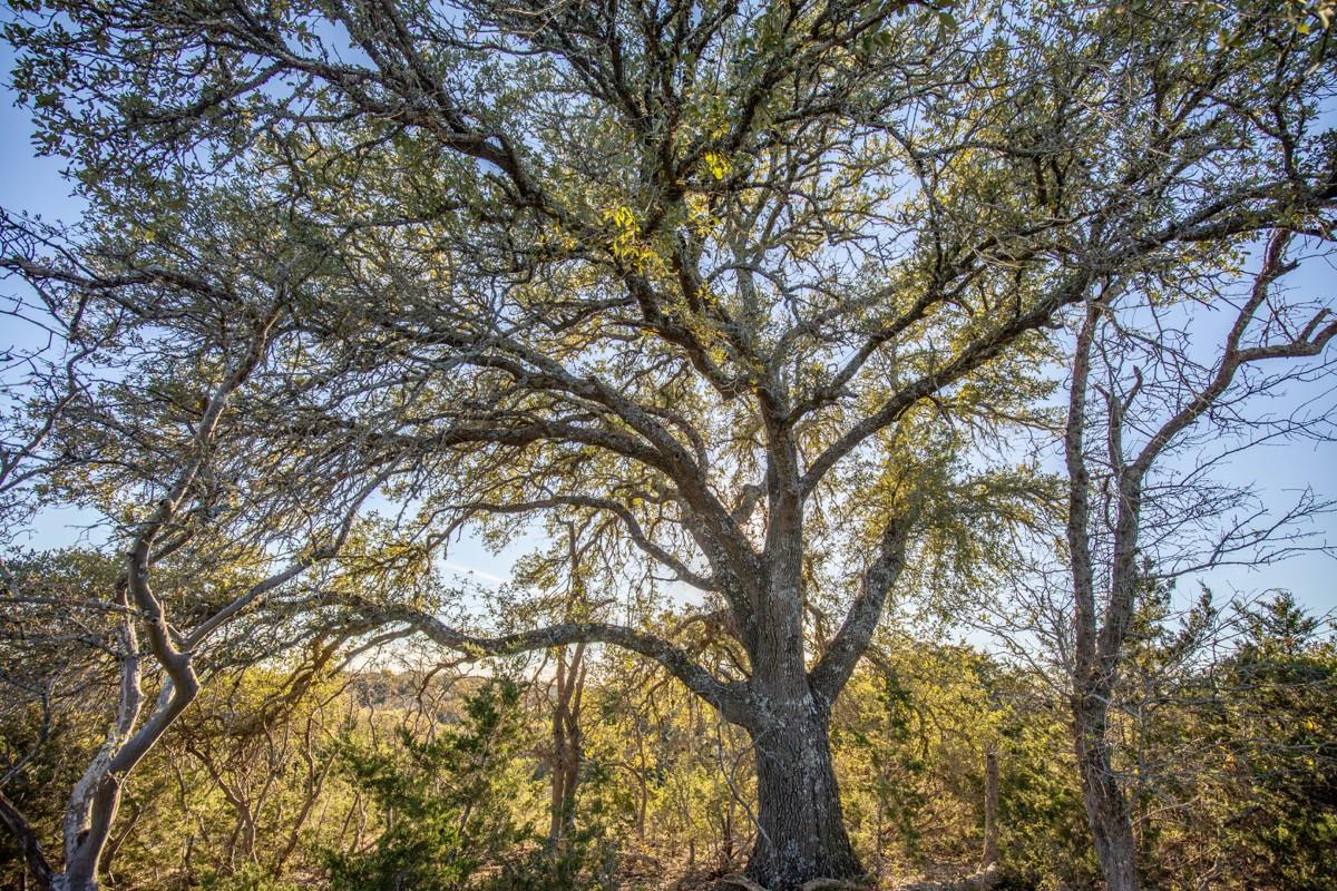 275 Hasenwinkel Rd Lot 3, Comfort, TX 78013