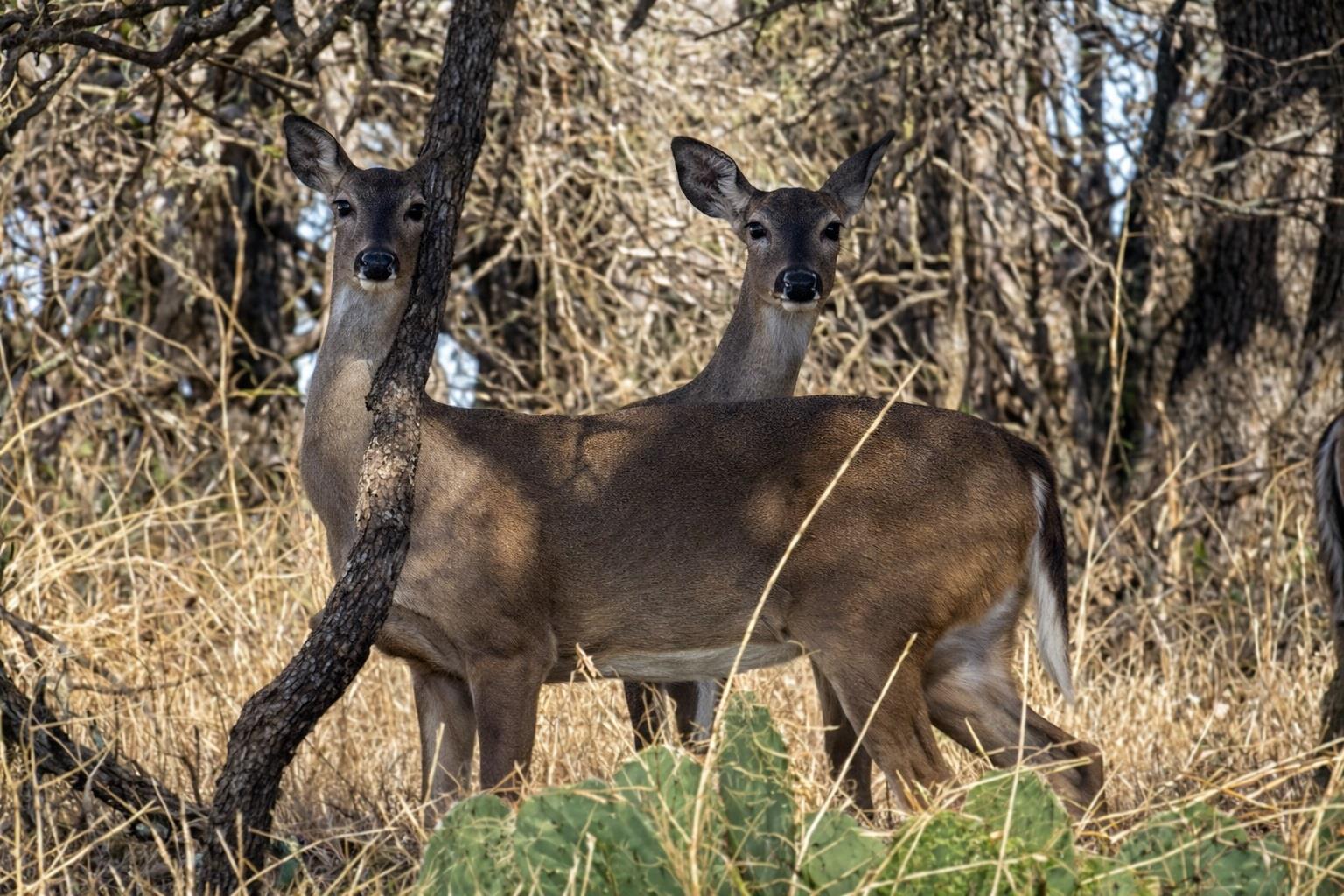 Goldthwaite, TX 76844