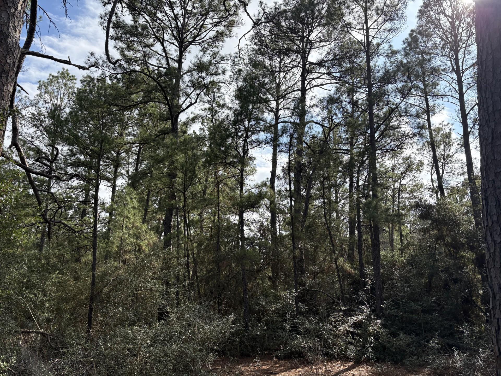 217 Kestrel Ln, Red Rock, TX 78662