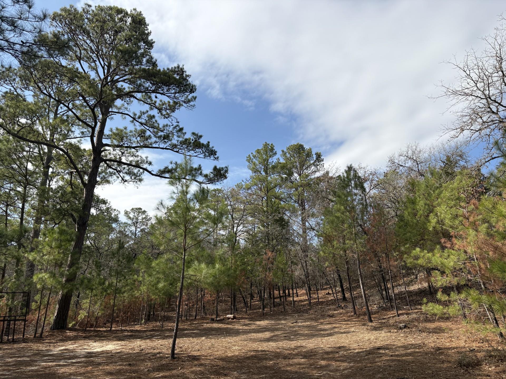 217 Kestrel Ln, Red Rock, TX 78662