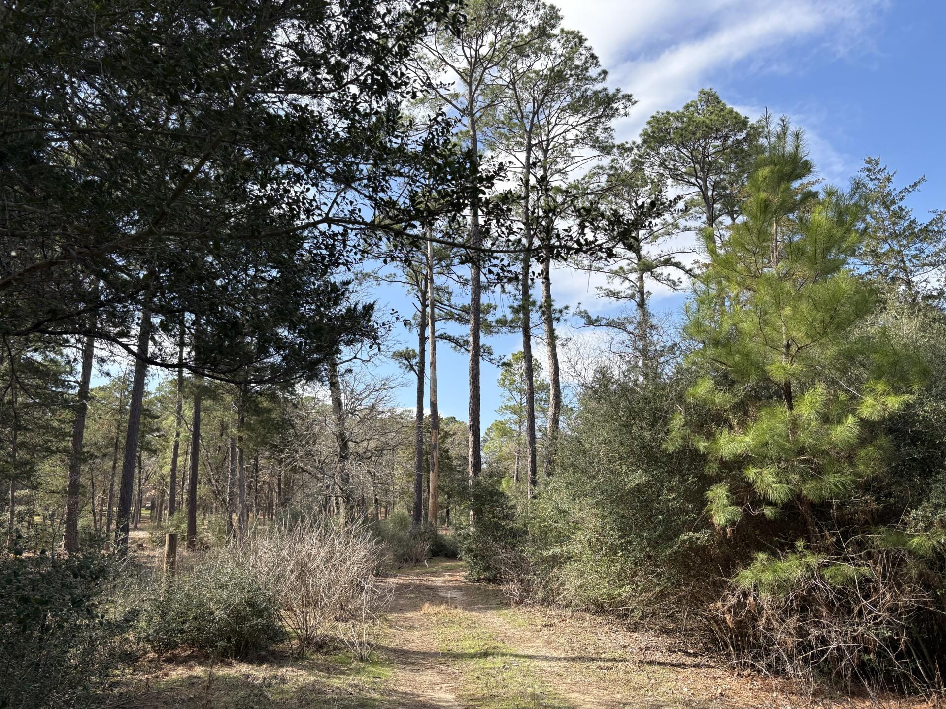 217 Kestrel Ln, Red Rock, TX 78662