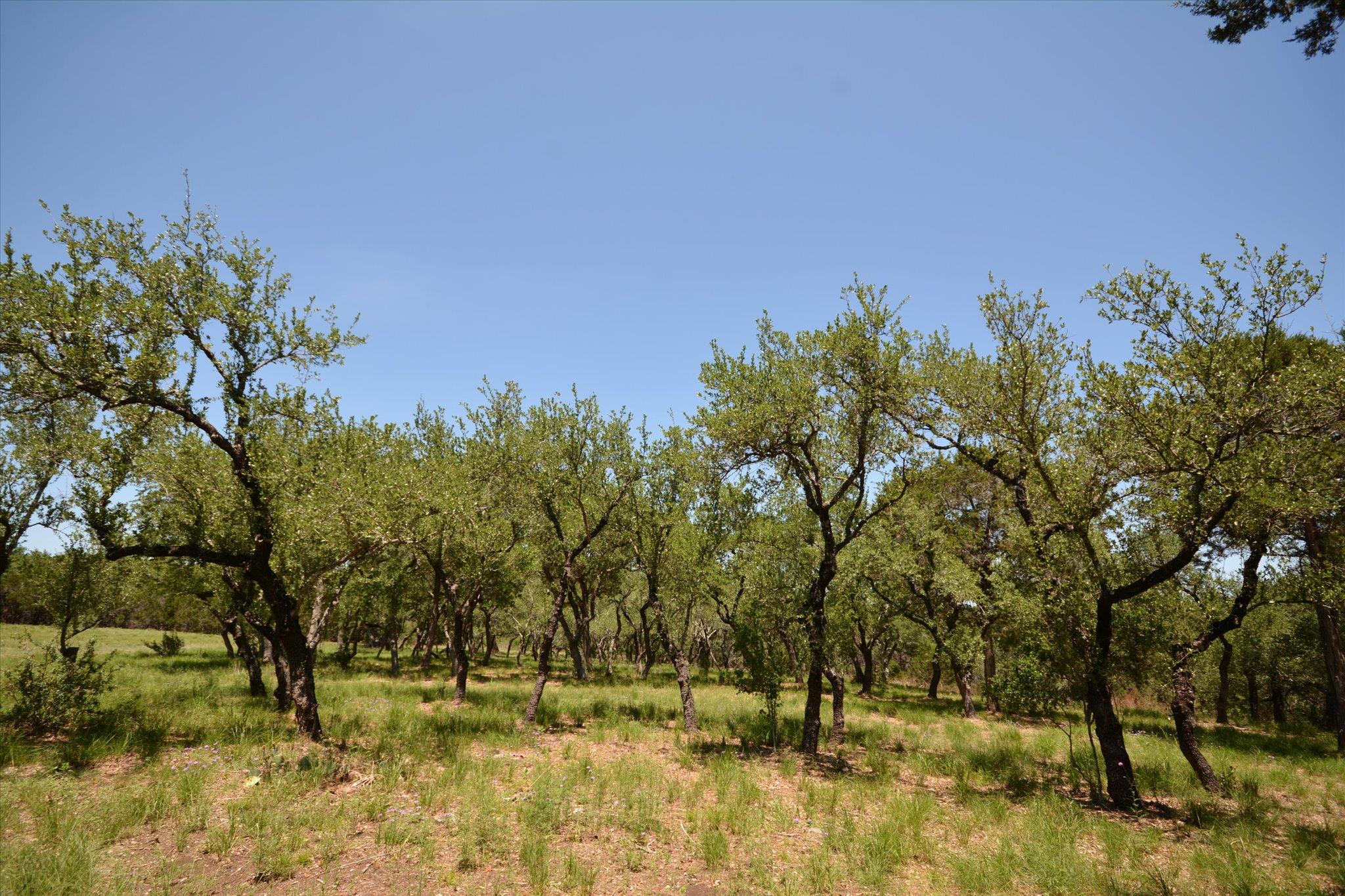 TBD LOT 17-B DEER RUN, Wimberley, TX 78676