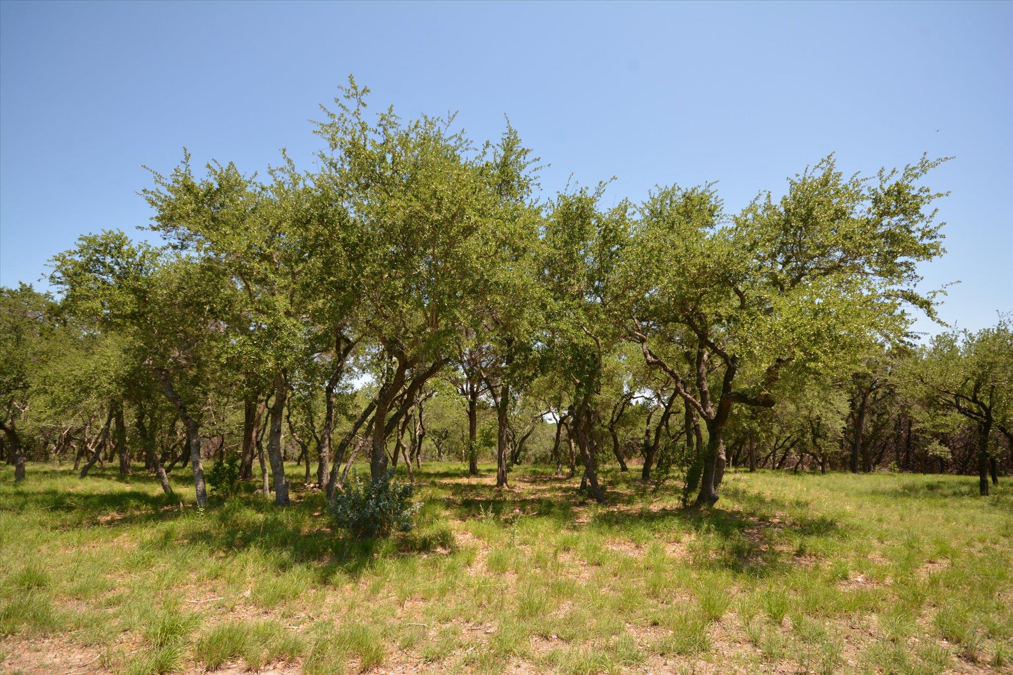 TBD LOT 17-B DEER RUN, Wimberley, TX 78676