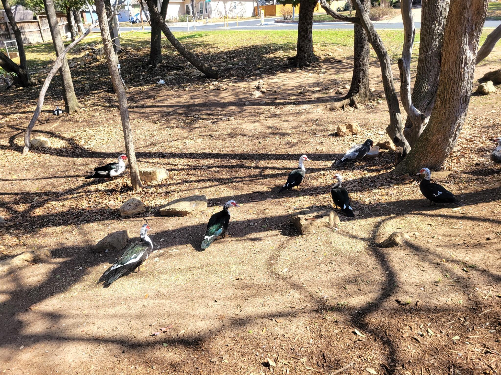 10217 Lindshire Ln, Austin, TX 78748