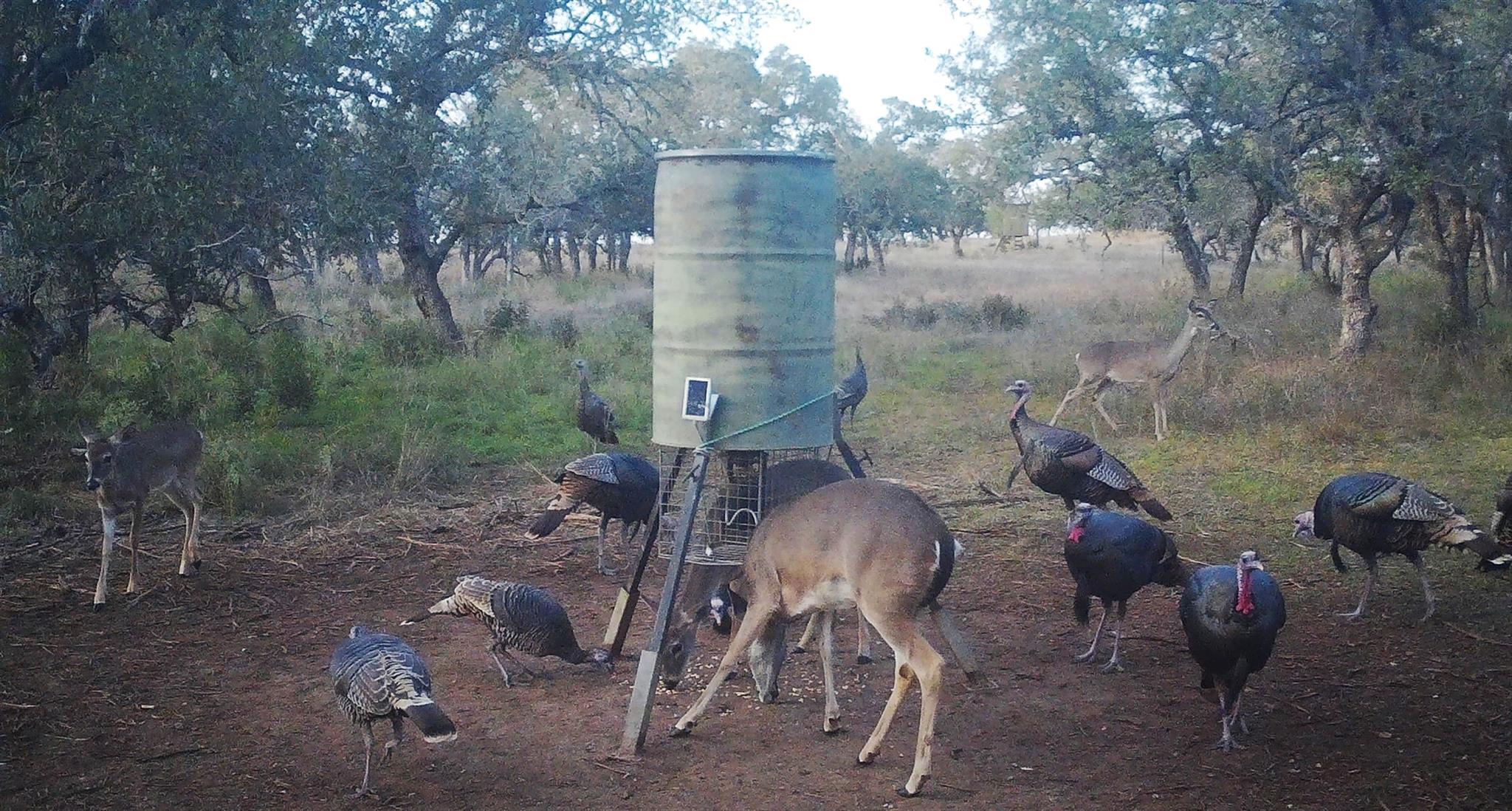 8577 Ranch Road 2766, Johnson City, TX 78636