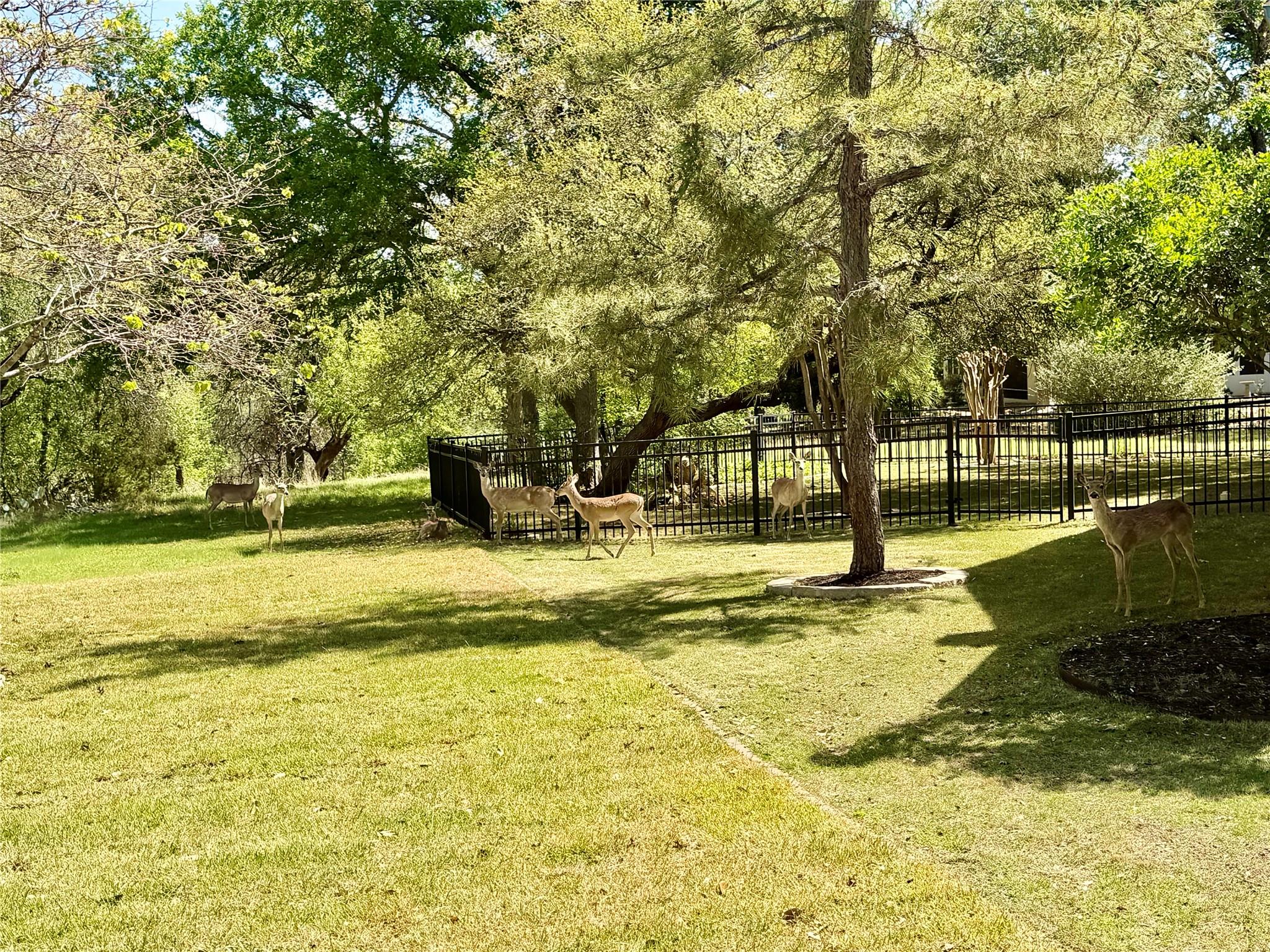 113 Sandpiper Cv, Georgetown, TX 78633