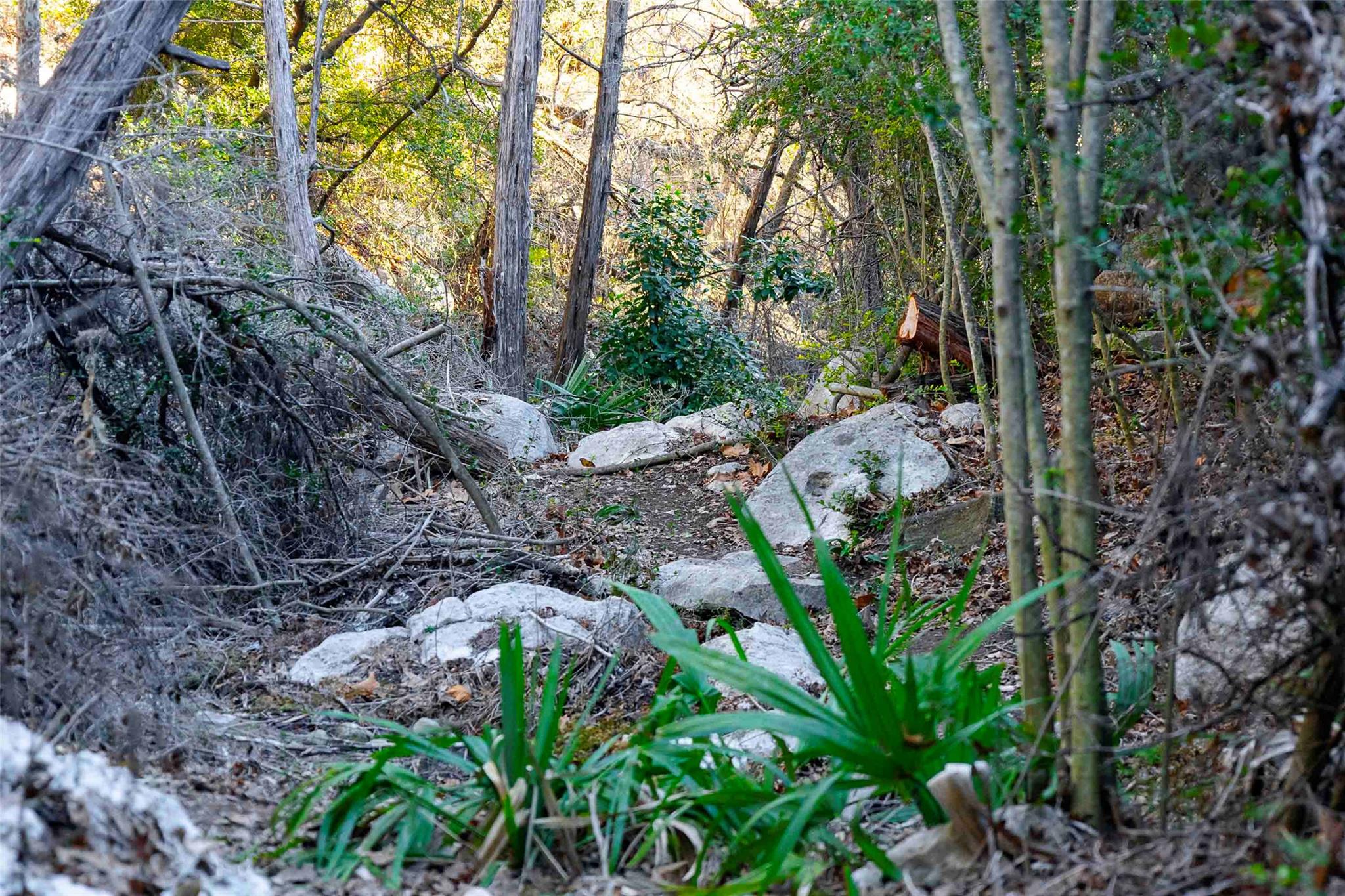 9201 SILVER PINE Cv, Austin, TX 78733