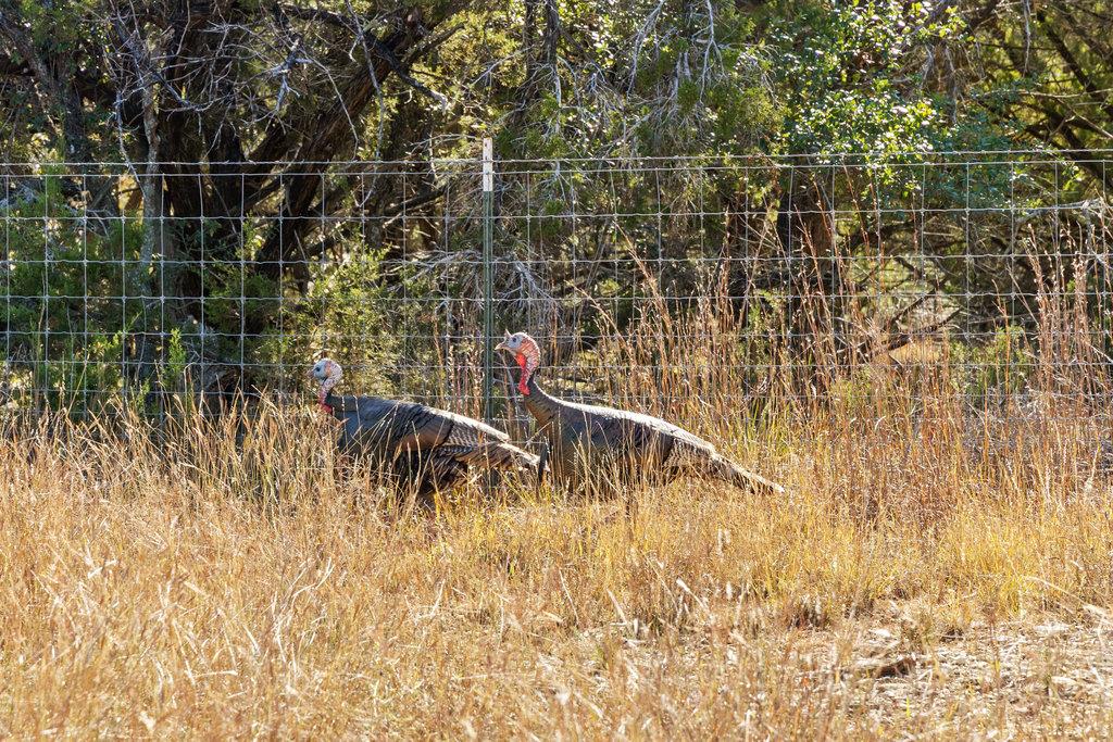 3550 Bell Springs Dr, Dripping Springs, TX 78620