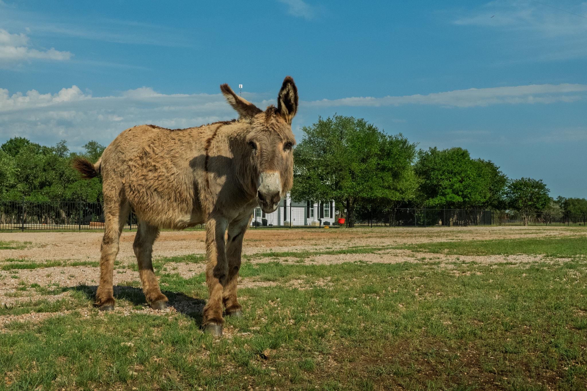 1185 County Road 258, Bertram, TX 78605