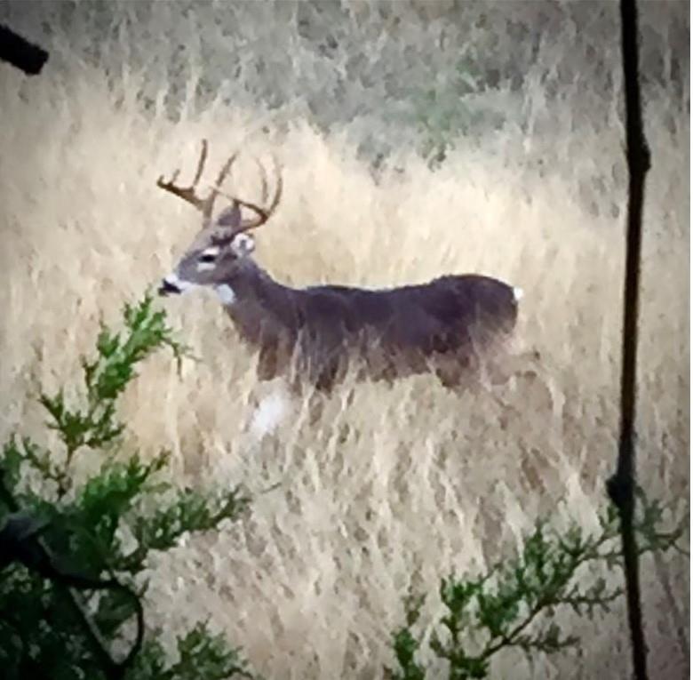 920 Crosswind Dr, Blanco, TX 78606