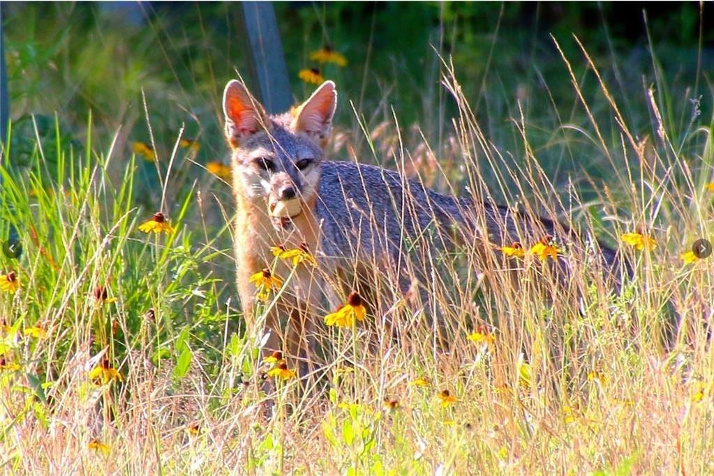 920 Crosswind Dr, Blanco, TX 78606