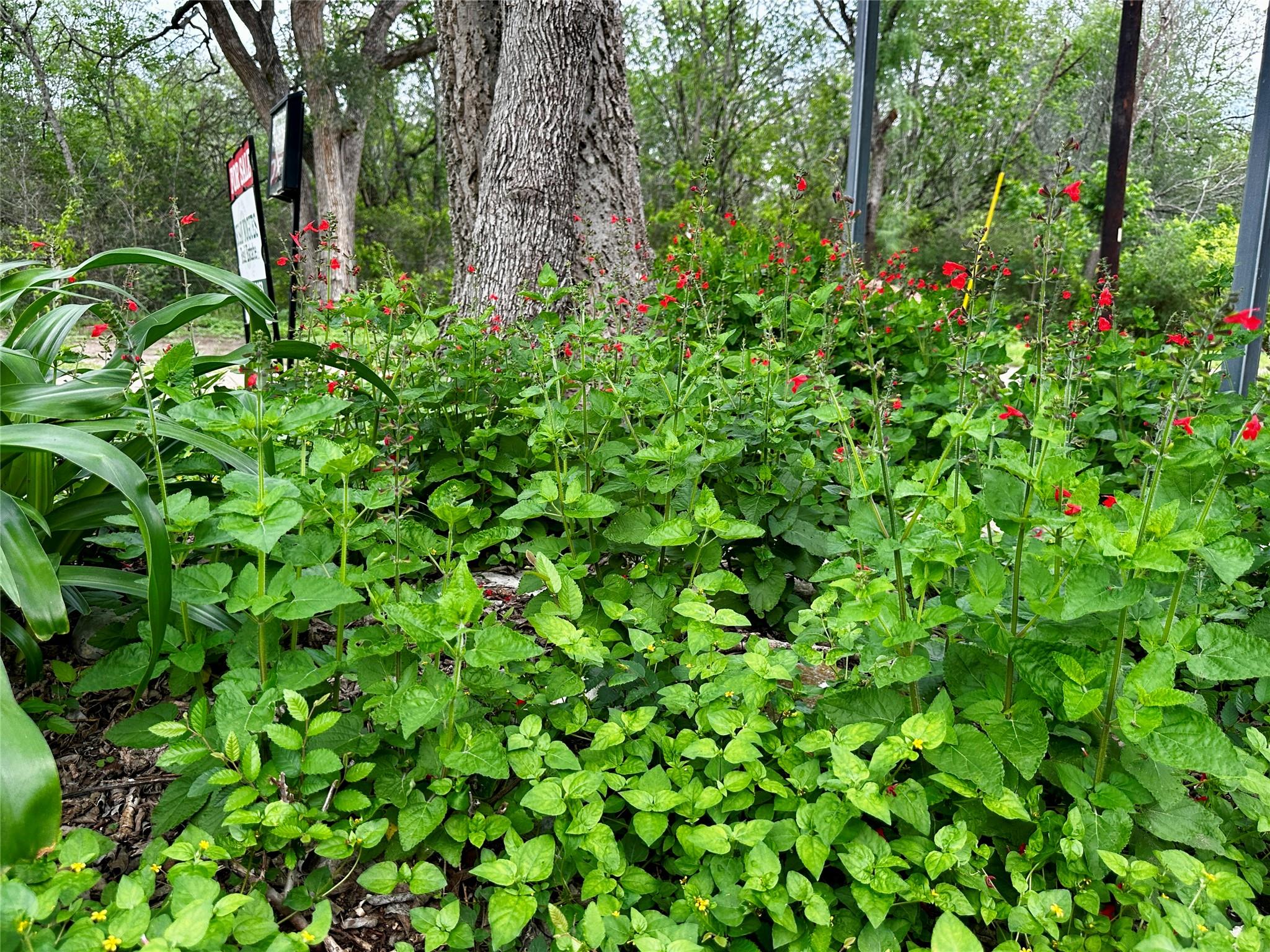 156 Clover Rd, Cedar Creek, TX 78612