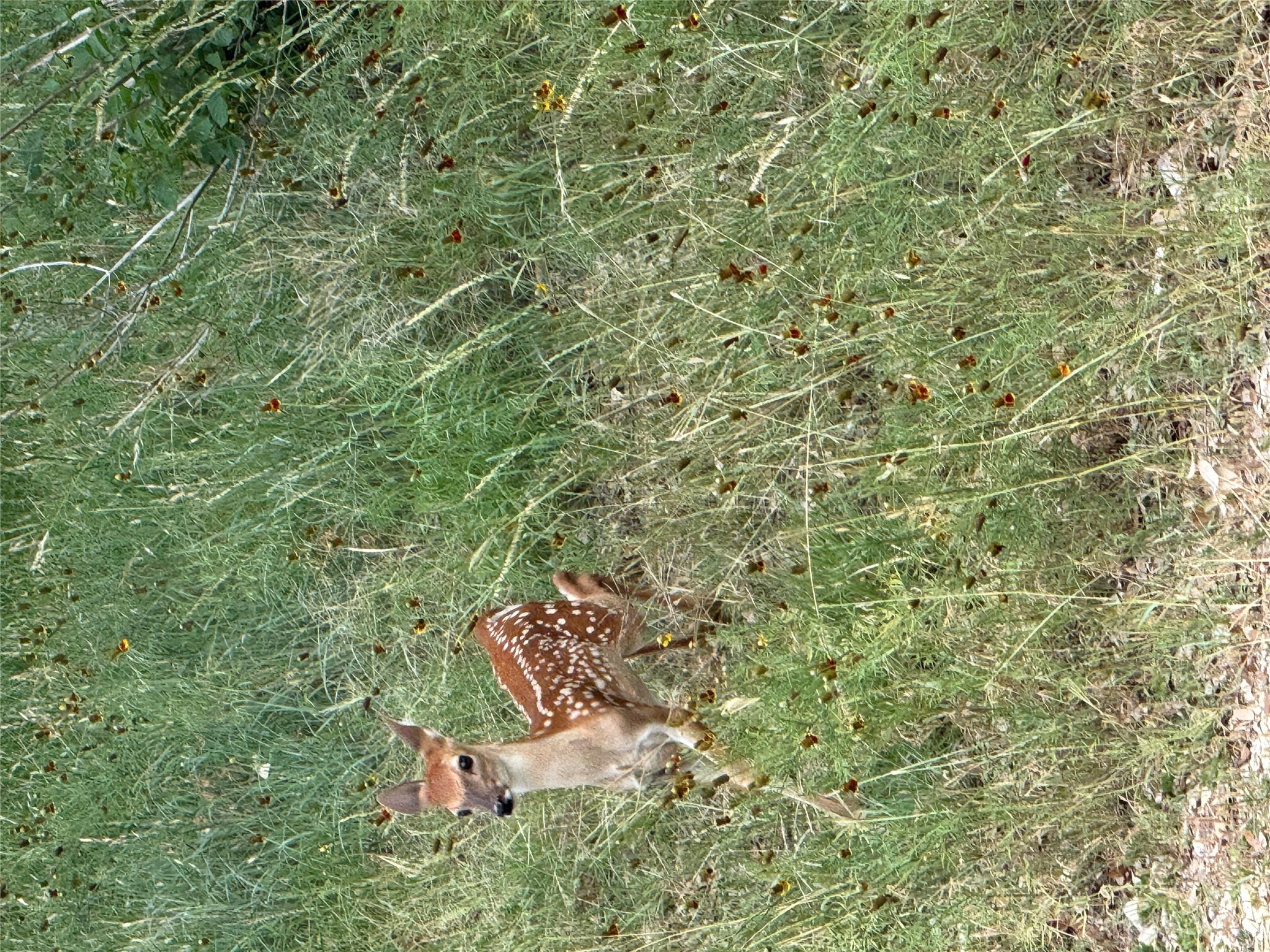 1645 Blueridge Dr, Canyon Lake, TX 78133