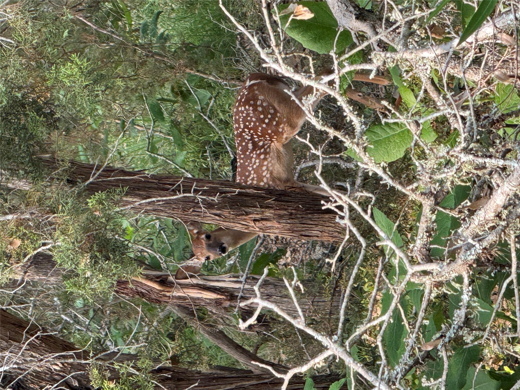 1645 Blueridge Dr, Canyon Lake, TX 78133