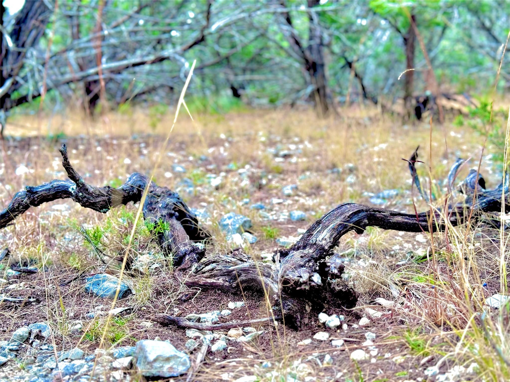 424 Armadillo Trail Dr E, Center Point, TX 78013