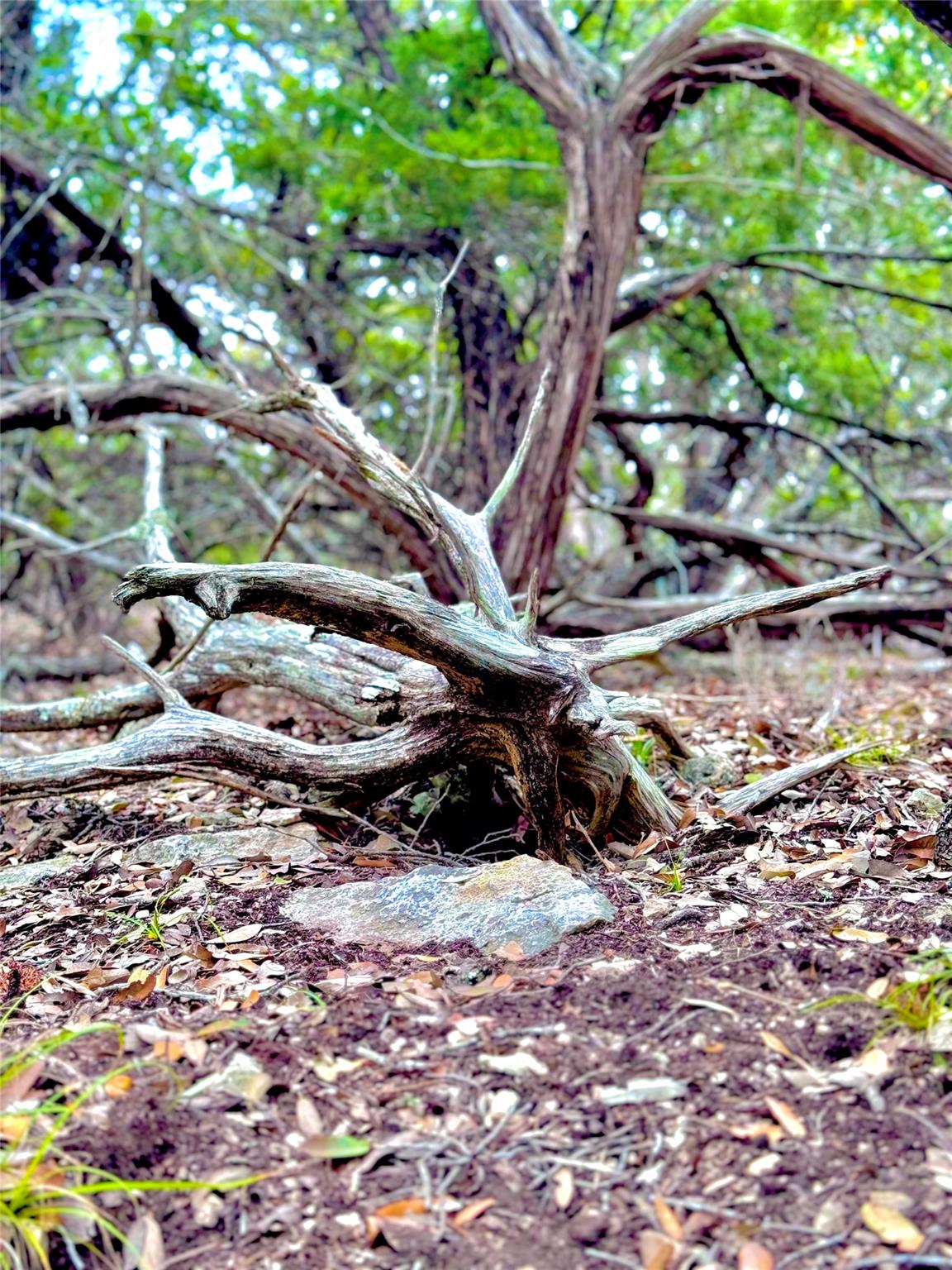 424 Armadillo Trail Dr E, Center Point, TX 78013