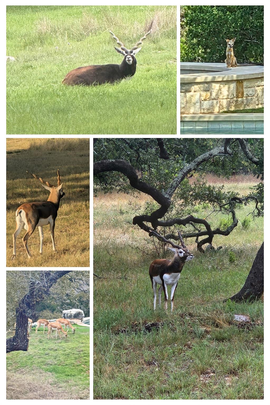 185 Puerto Rico Dr, Wimberley, TX 78676