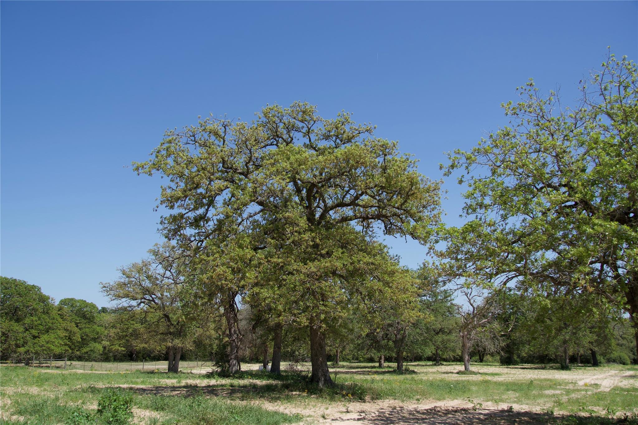 1035 Old Sayers Rd, Elgin, TX 78621