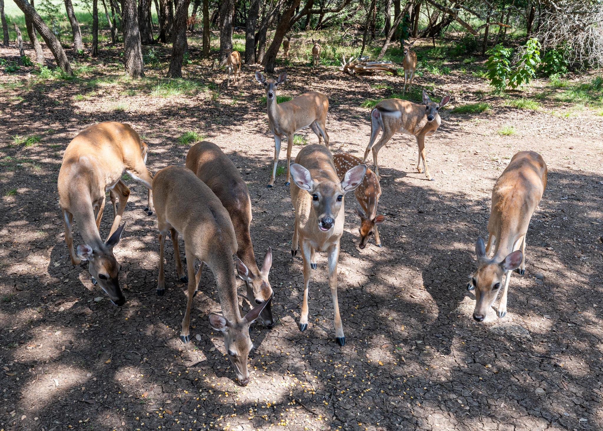 48 Wood Glen Dr, Wimberley, TX 78676