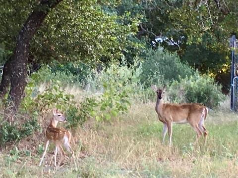 729 Nomad Dr, Spicewood, TX 78669