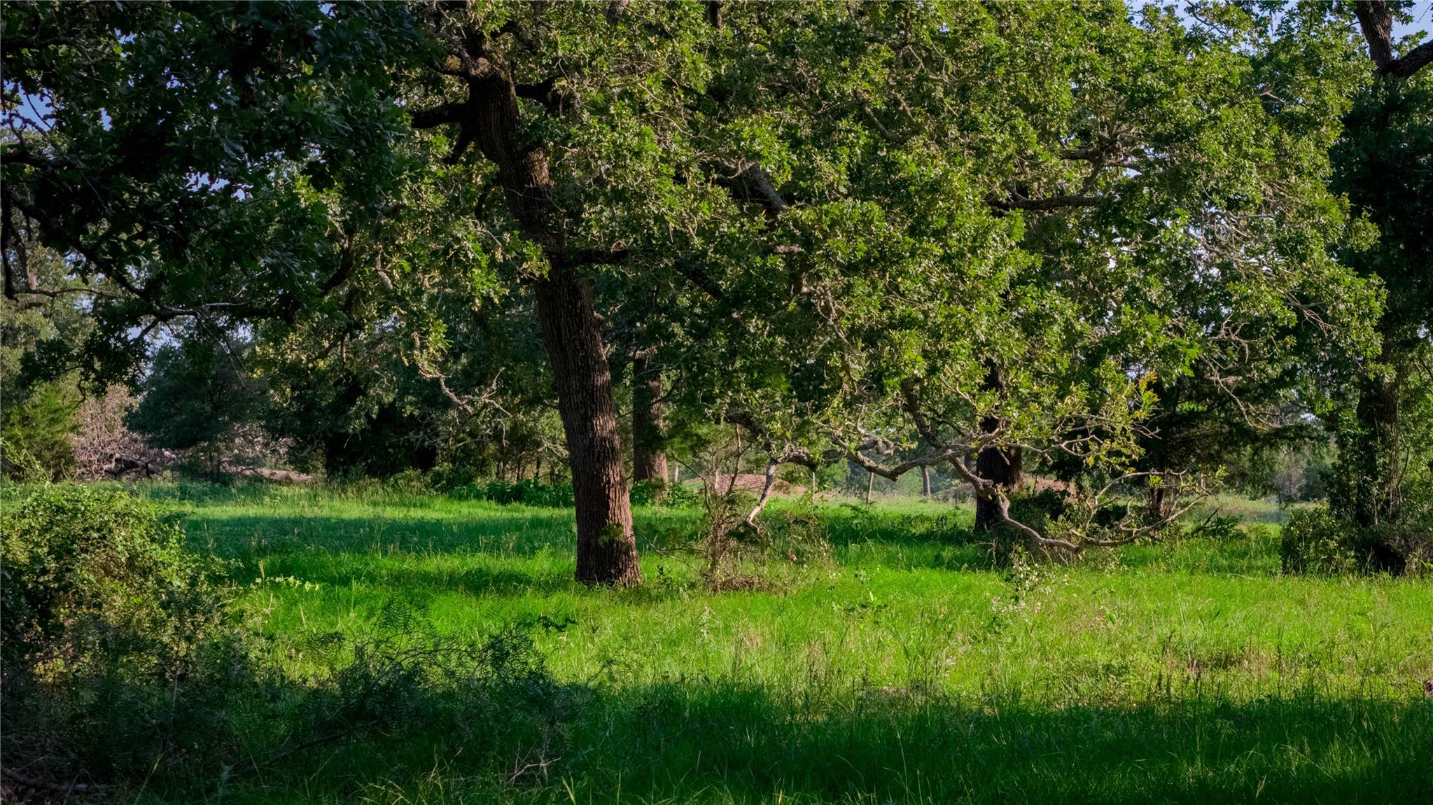 TBD FM 2104, Smithville, TX 78957