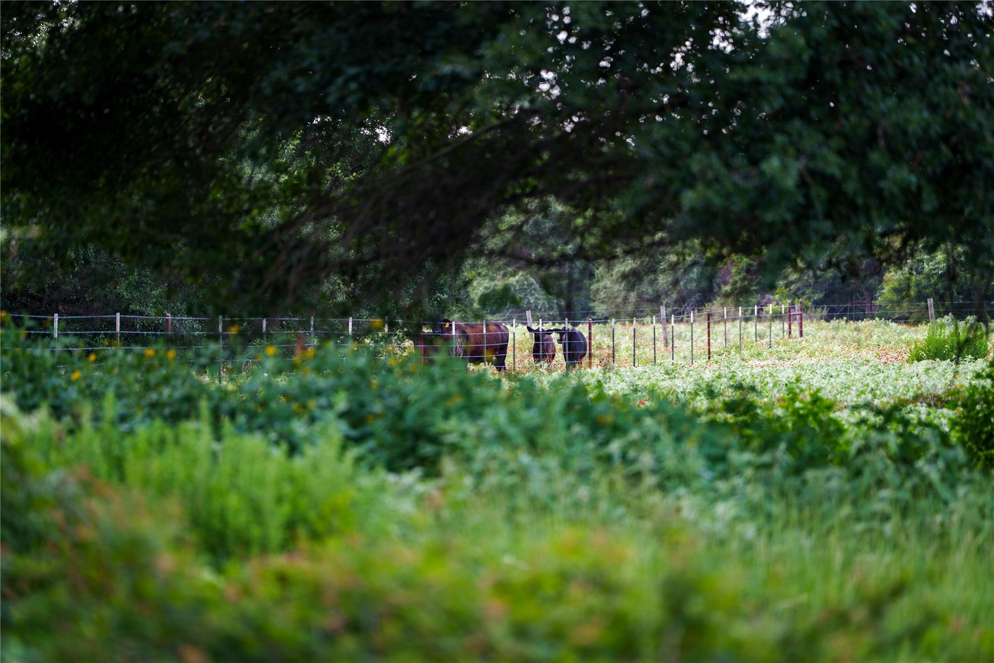 TBD FM 2104, Smithville, TX 78957