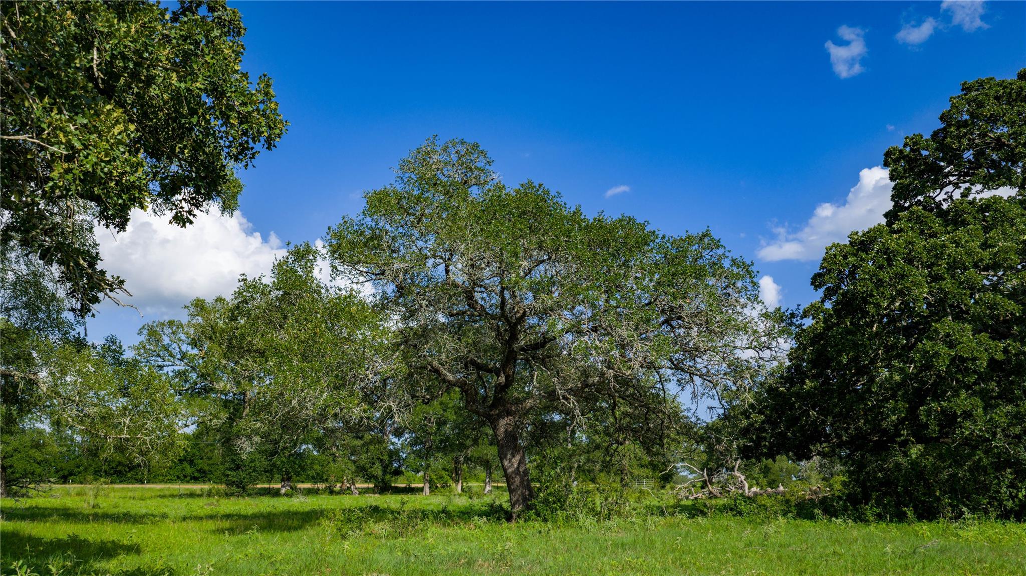 TBD FM 2104, Smithville, TX 78957