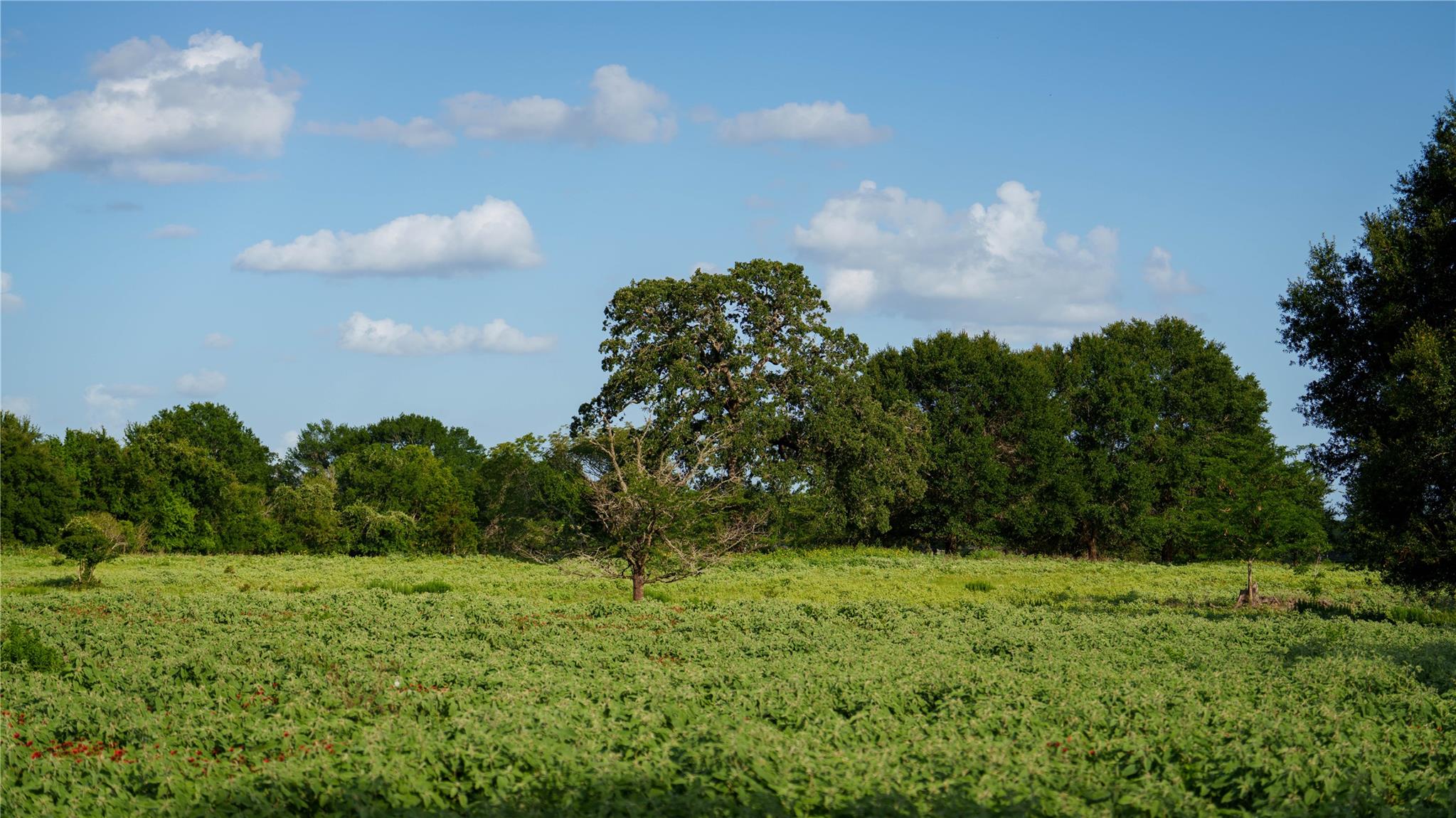 TBD FM 2104, Smithville, TX 78957