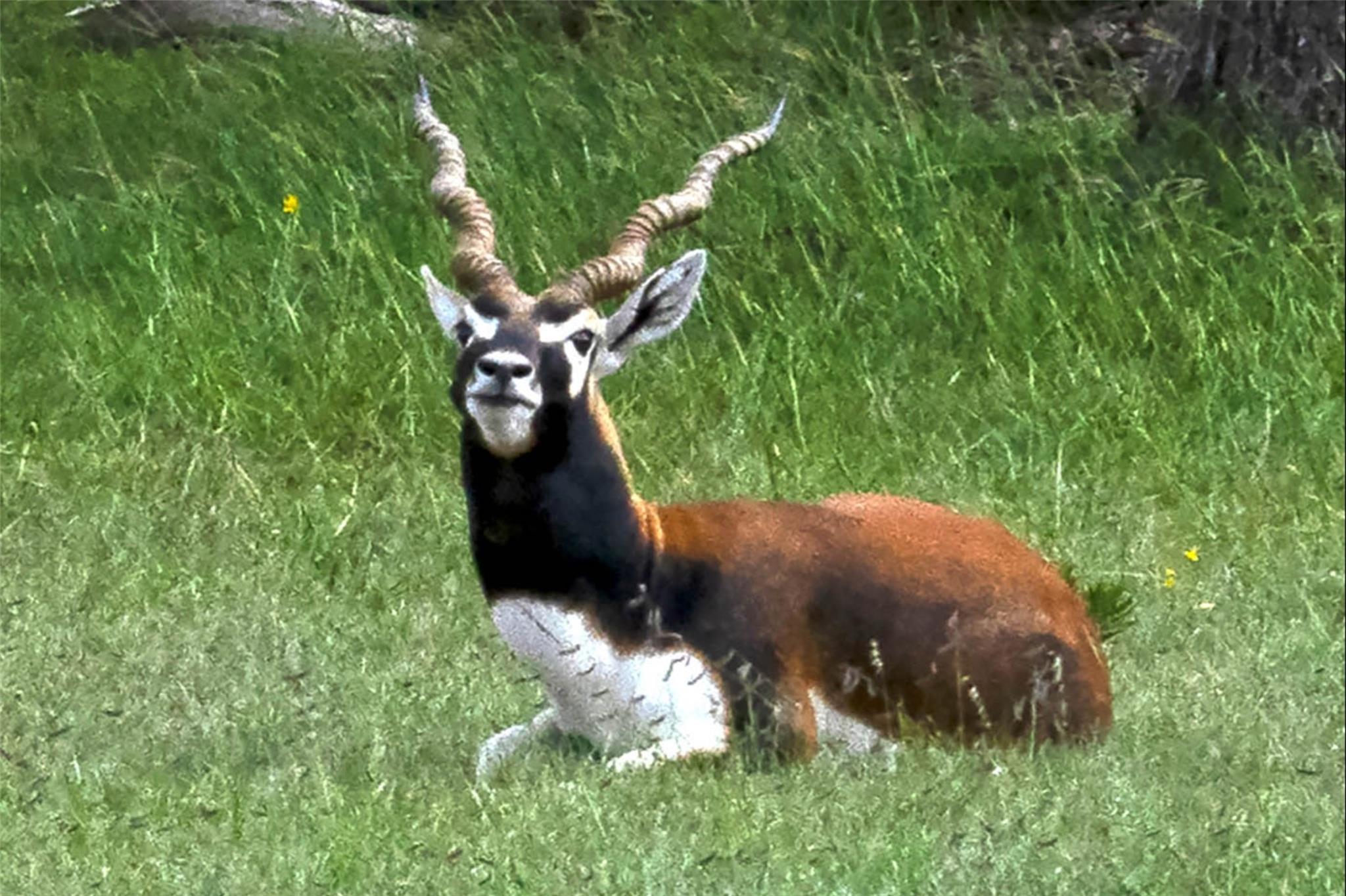 Lot 211 Majestic Hills Dr, Blanco, TX 78606