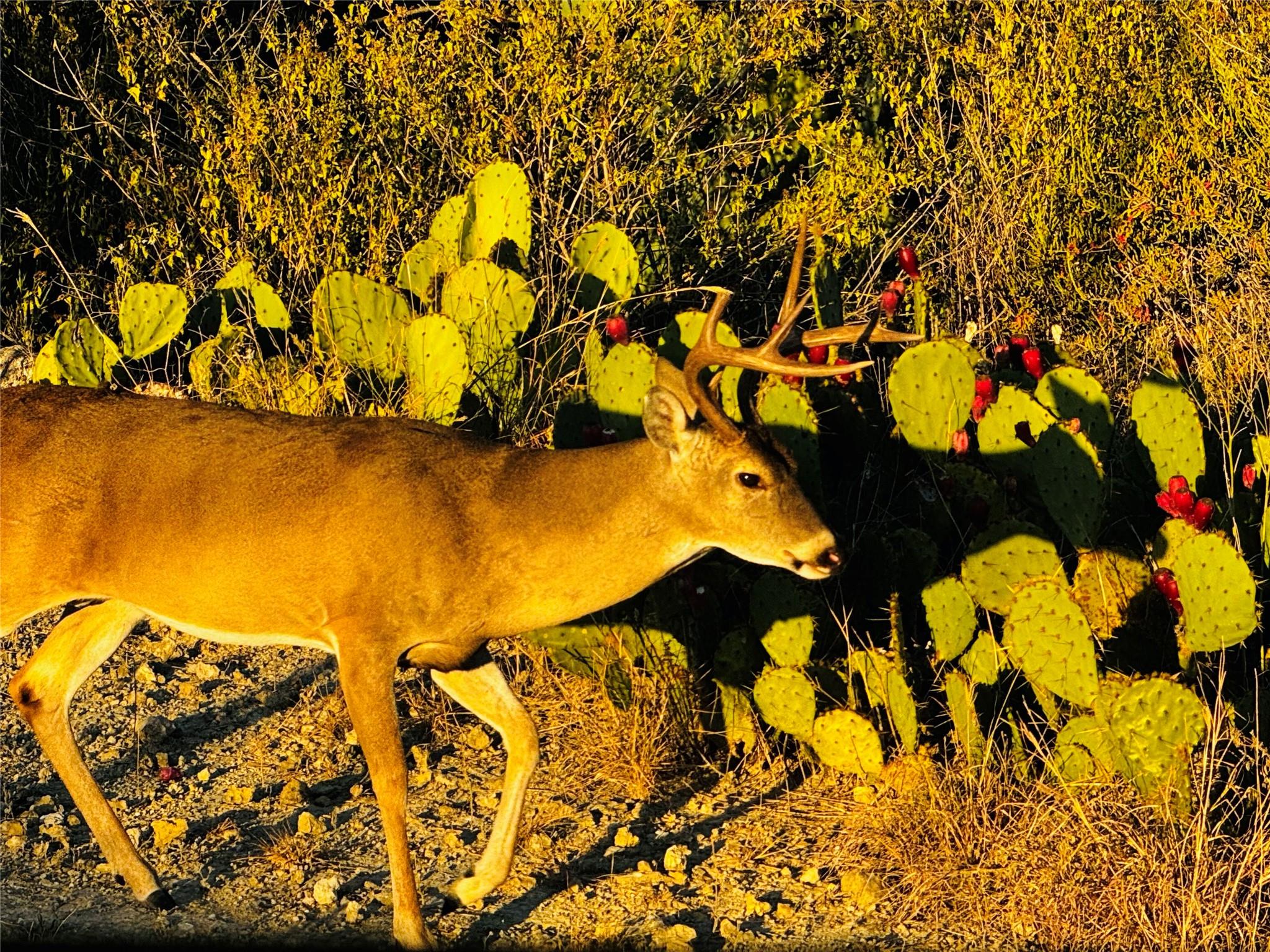 21448 Santa Rosa Ave, Lago Vista, TX 78645