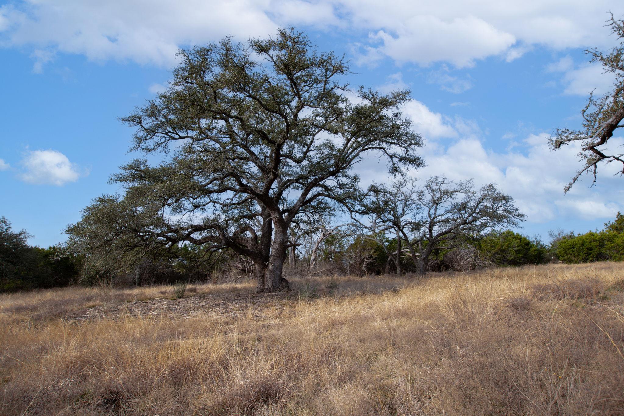 TBD Burnet Oaks Lot 1 Dr, Burnet, TX 78611