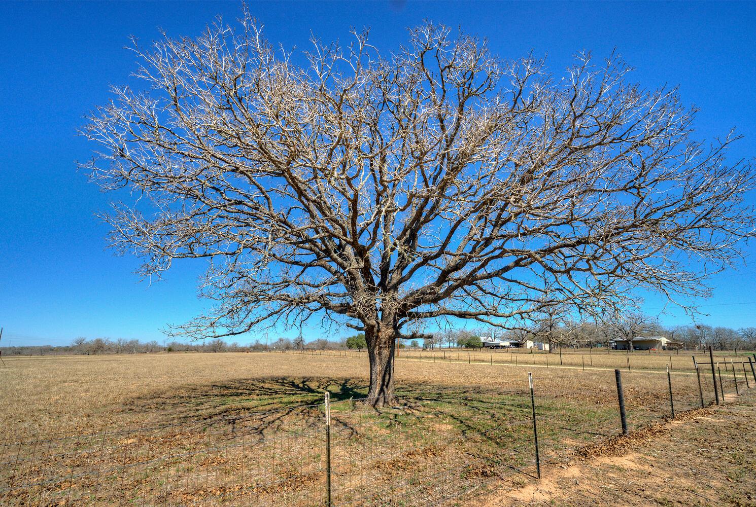 273 Bobs Trl, Bastrop, TX 78602