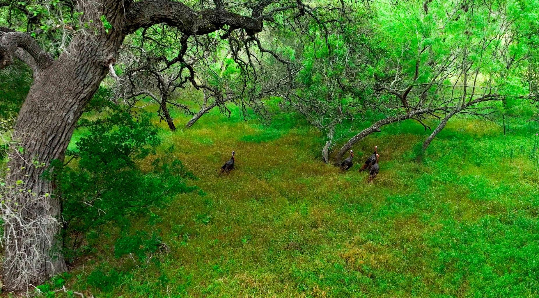 1718 Paradise Pkwy, Canyon Lake, TX 78133