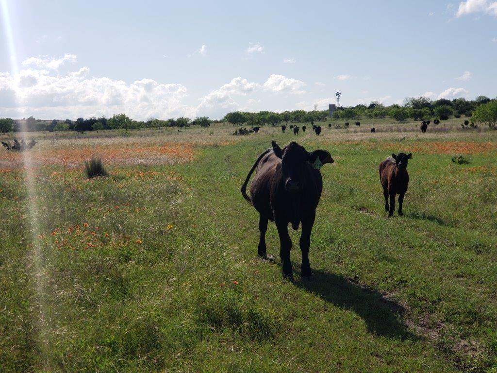 7947 County Road 1255, Lampasas, TX 76550