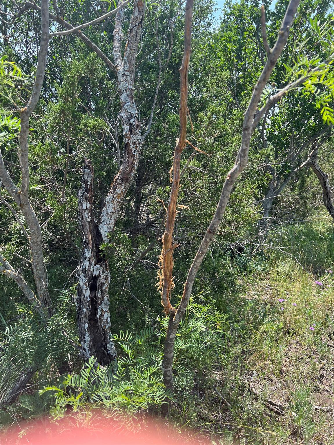 TBD County Road 450, Rocksprings, TX 78880